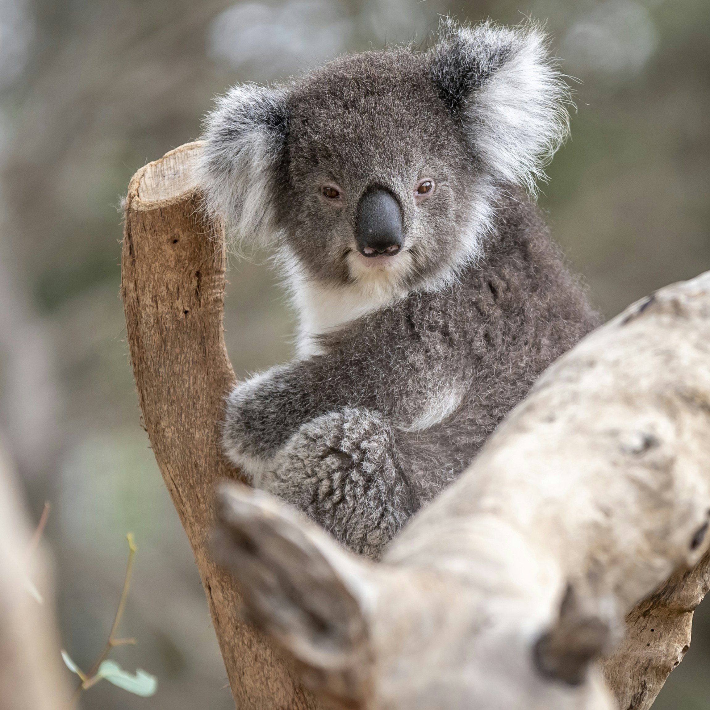 Koala Resting On Tree Branch