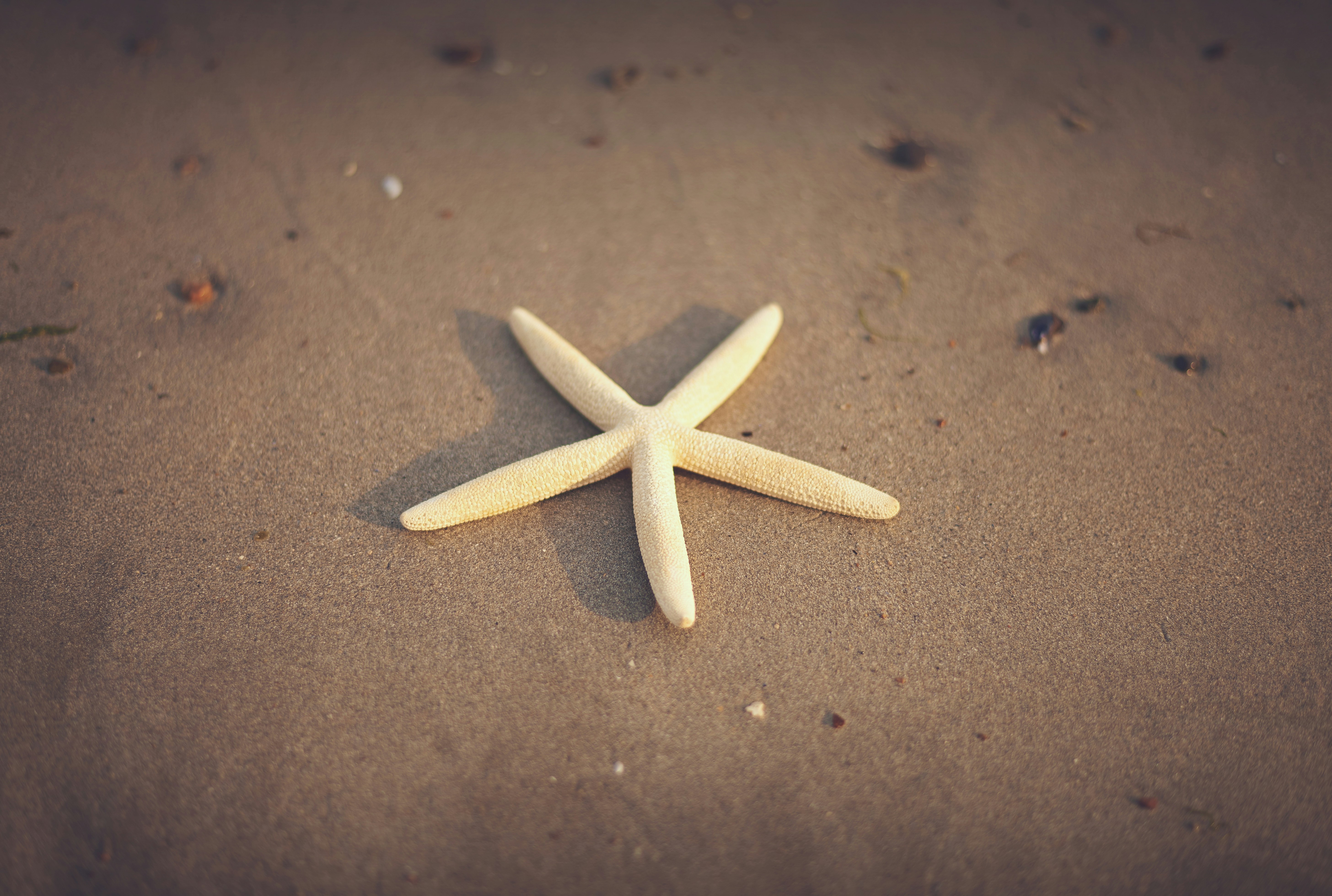 Starfish on Beach Sand