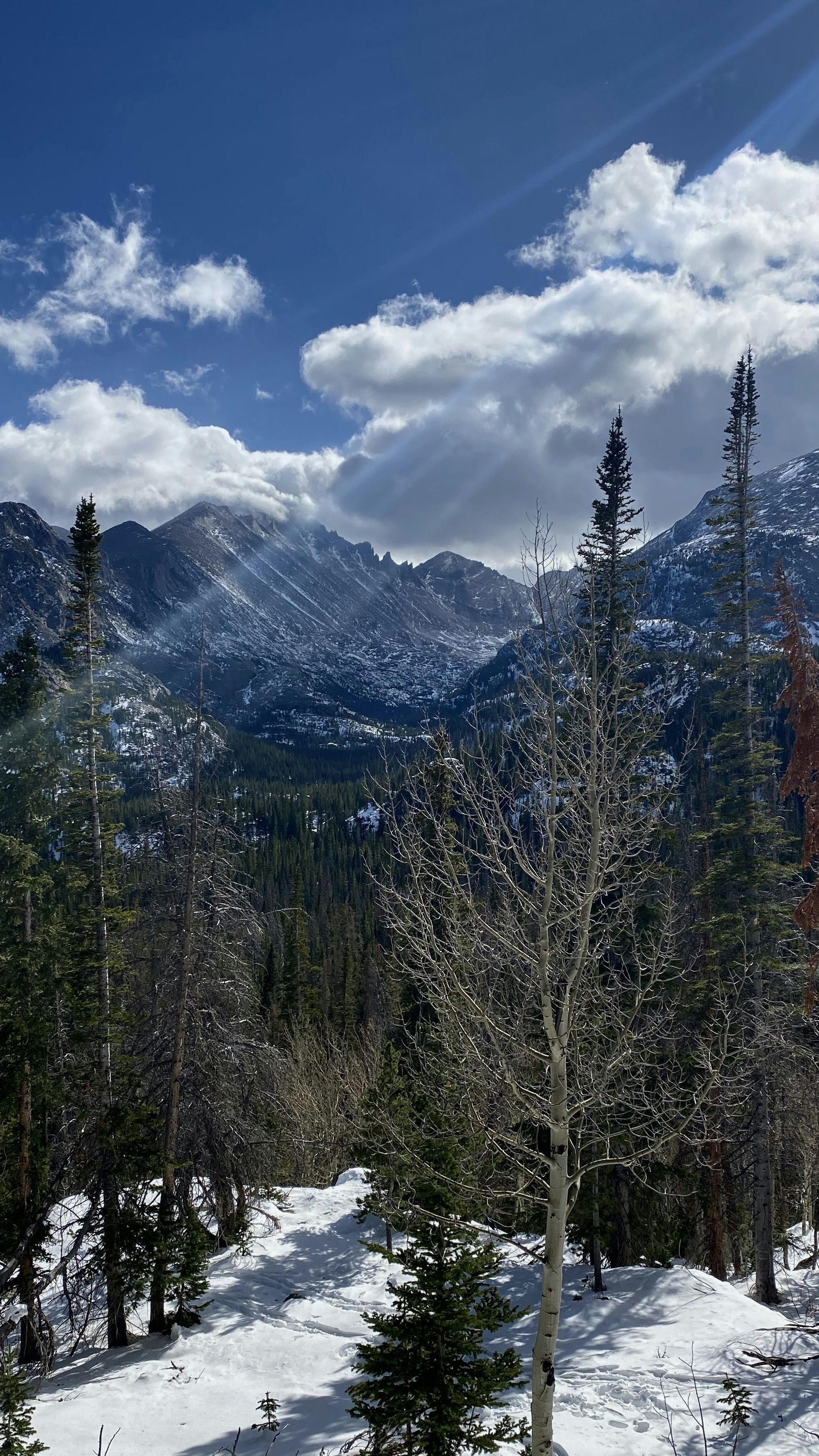 Snowy Mountain Forest Landscape