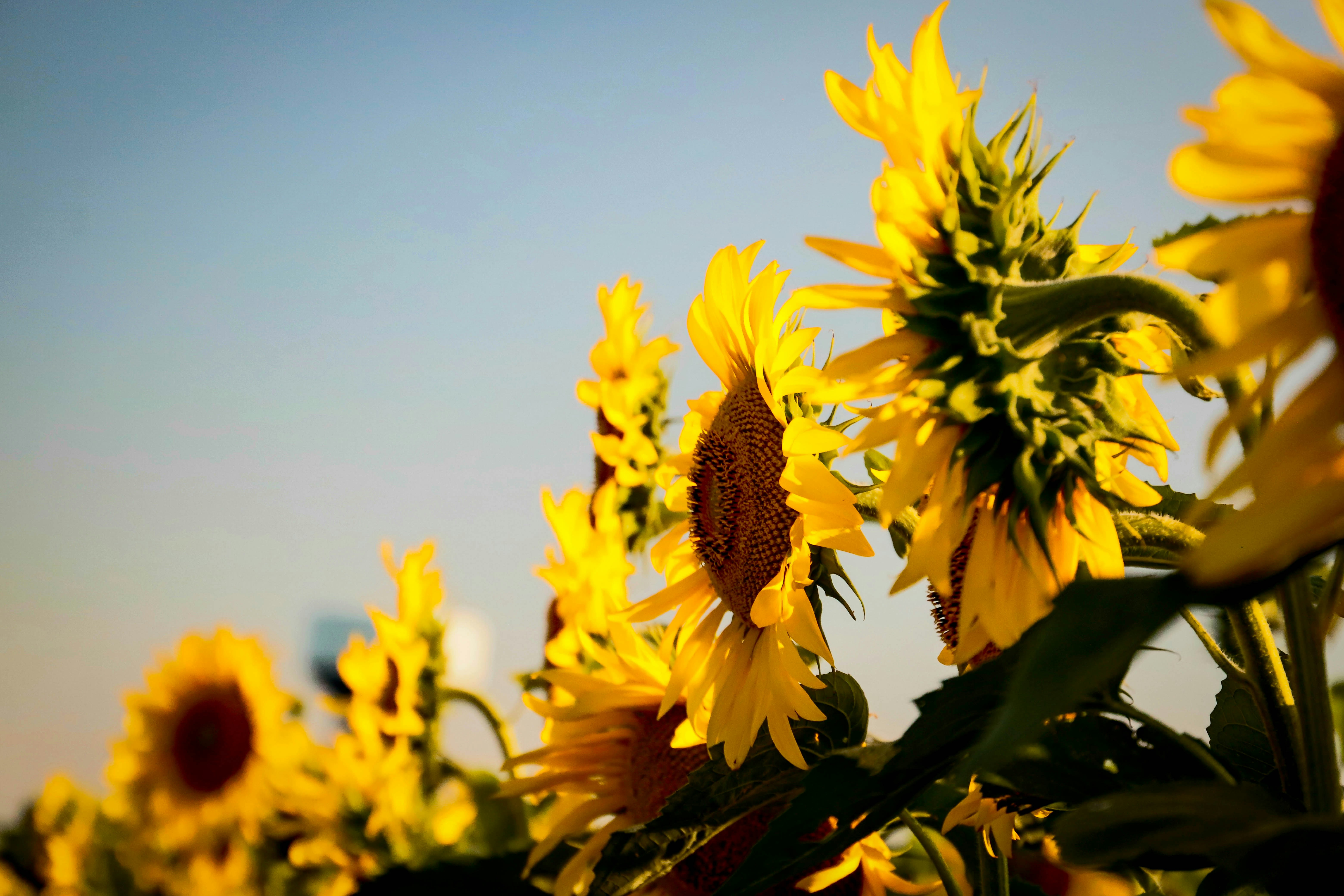 Sunflower Field Under Clear Sky
