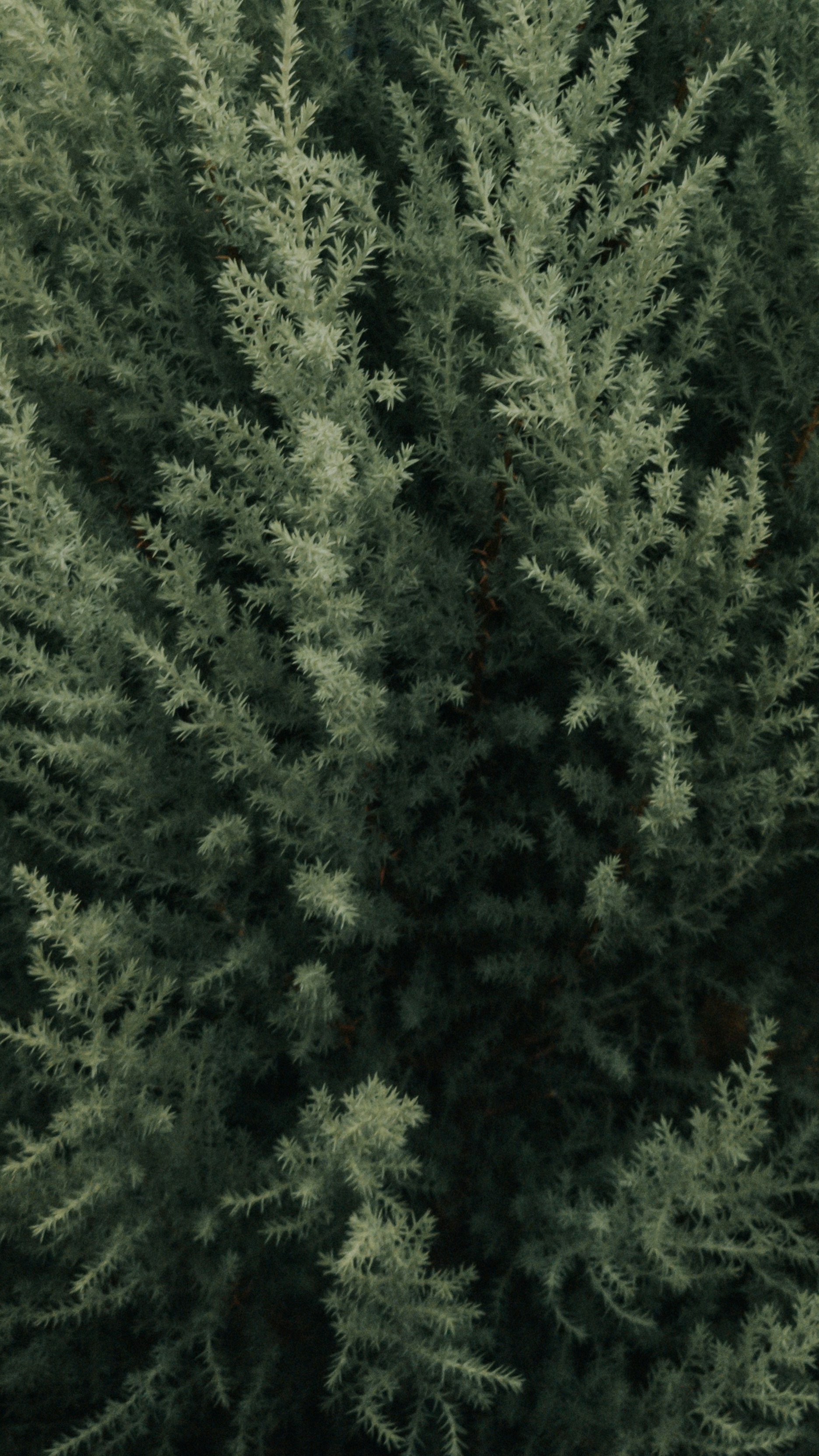 Close Up of Dense Juniper Foliage