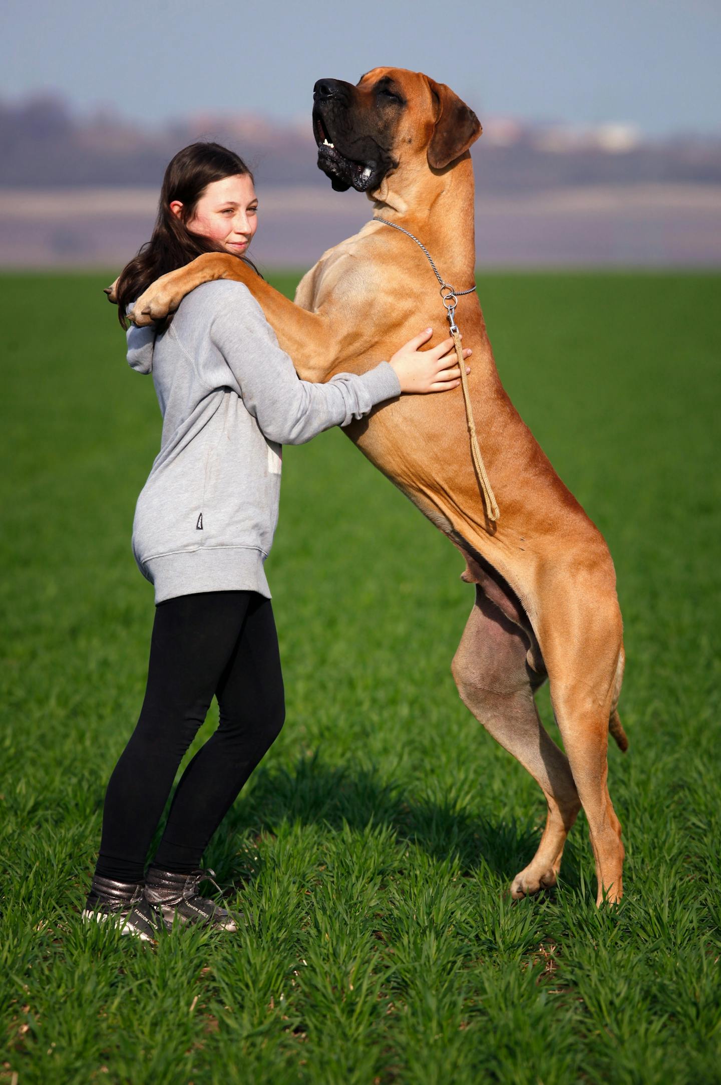 Image 93857 — Pets