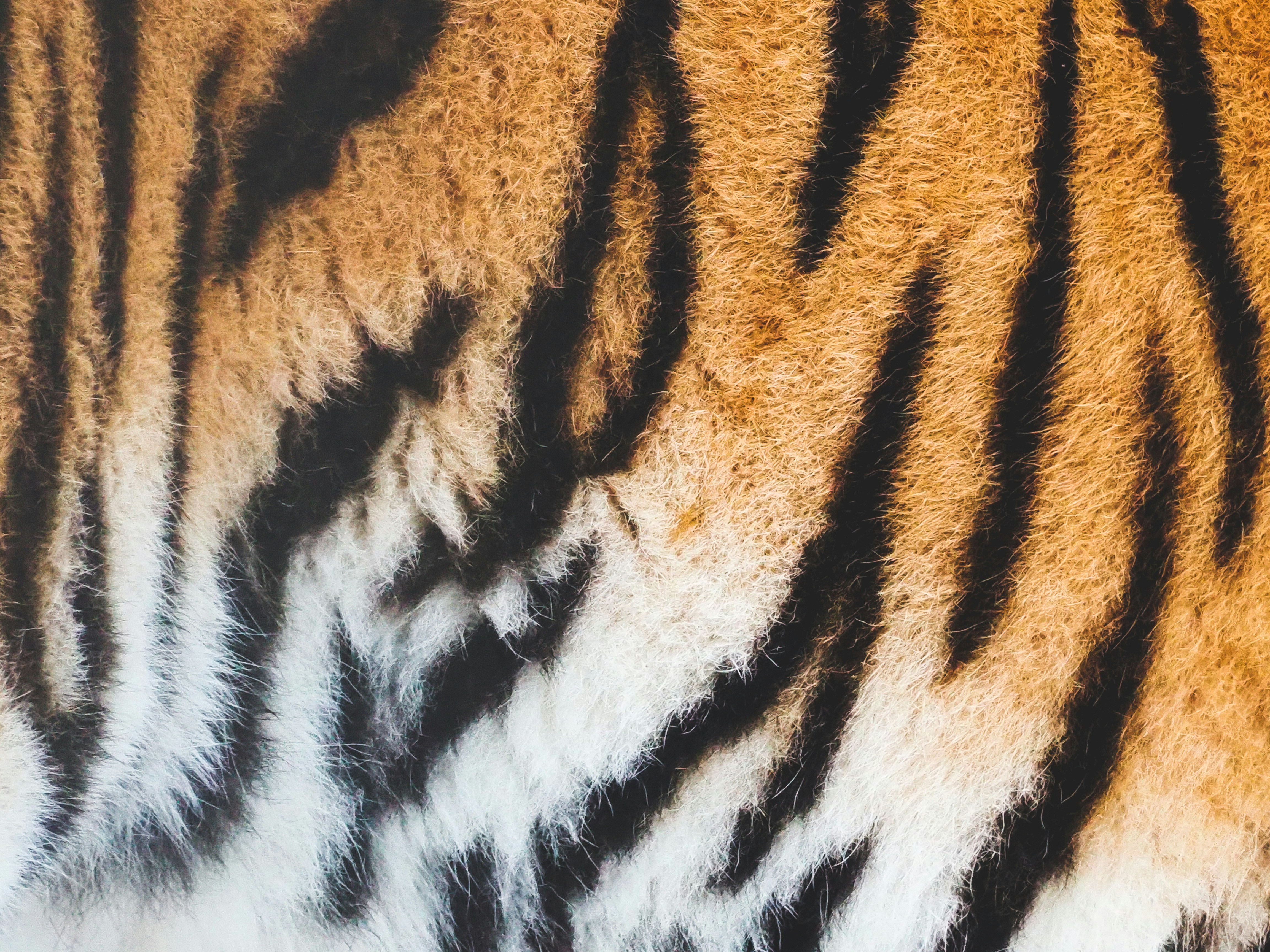 Close-up of Tiger Fur