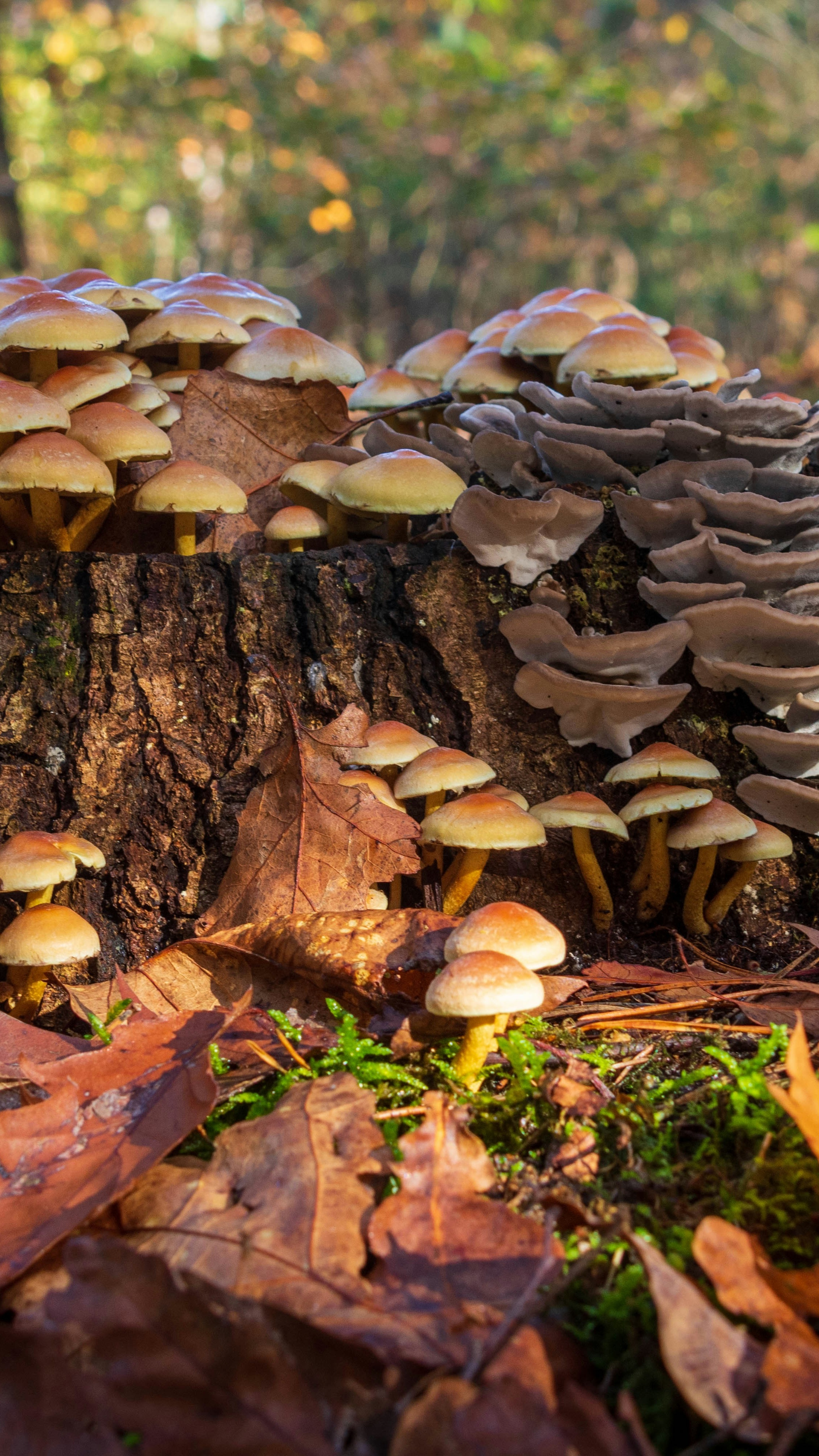 Wild Mushrooms Growing on Tree Stump