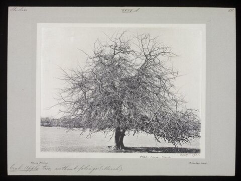 Leafless Crab Apple Tree Vintage Photo