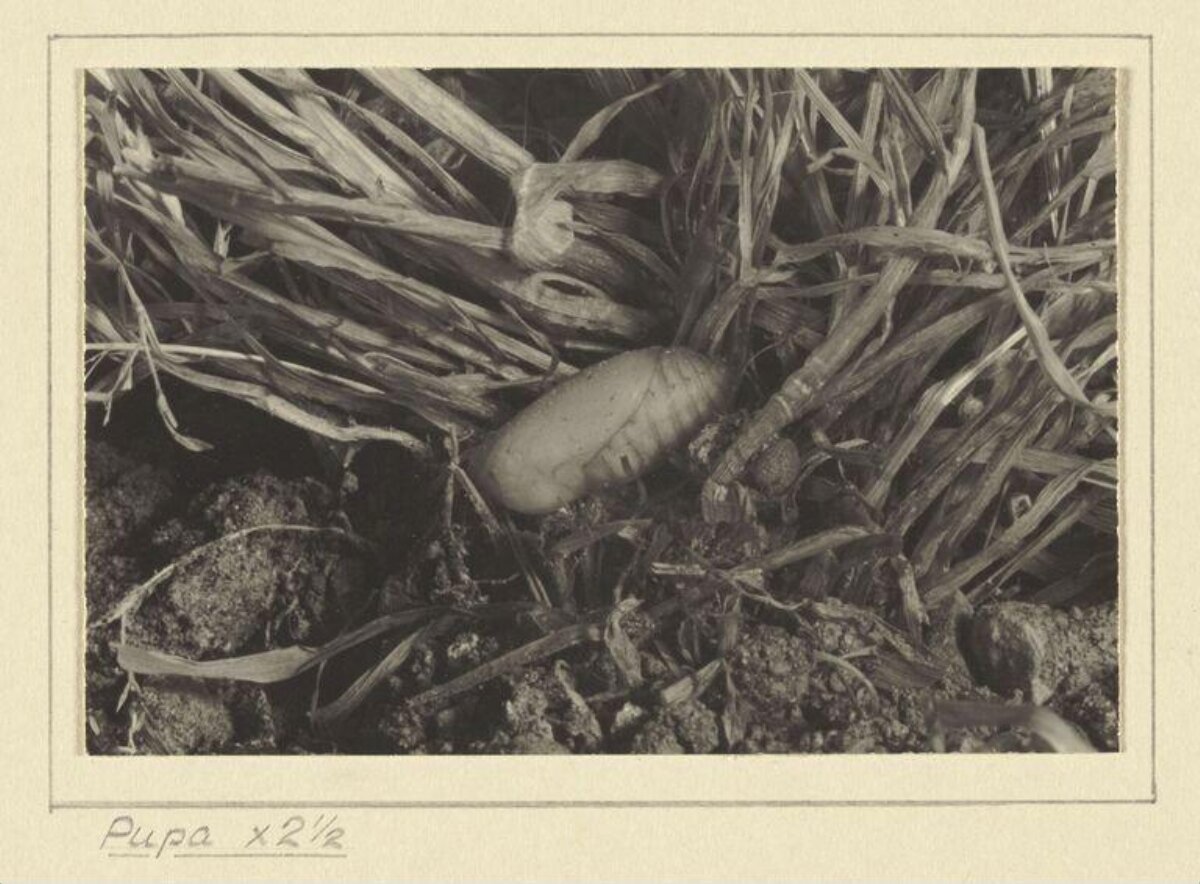 Magnified Insect Pupa