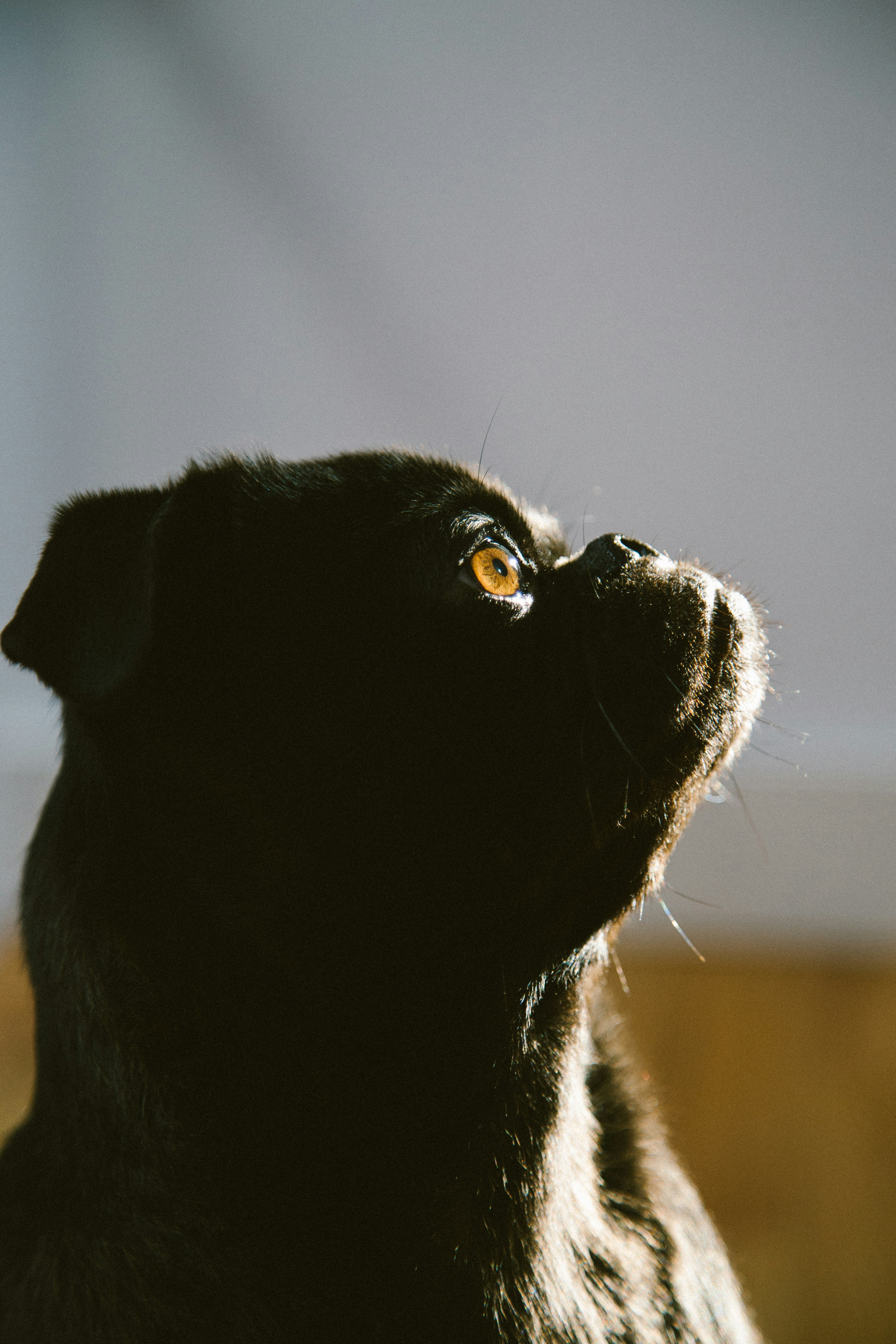 Black Pug Side Profile Looking Up