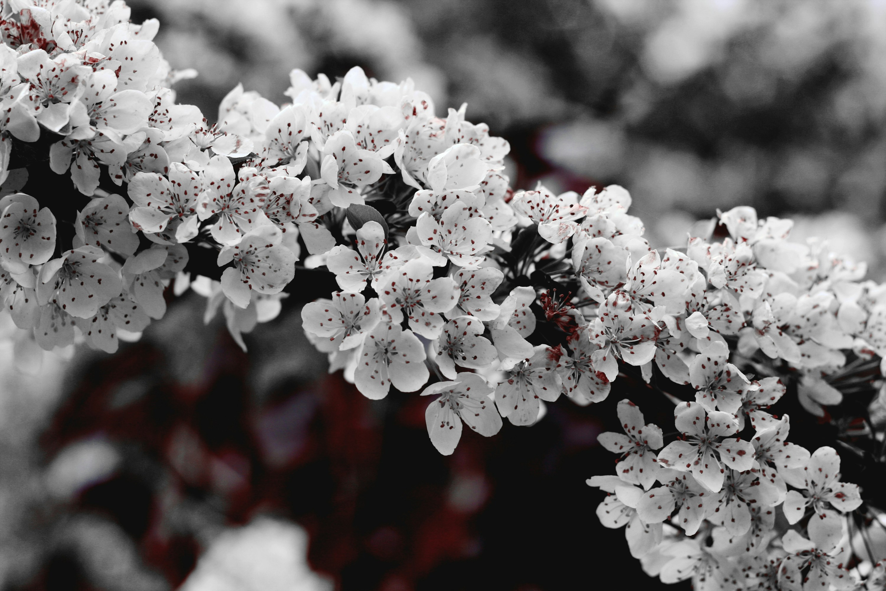 Dense White Spring Blossoms