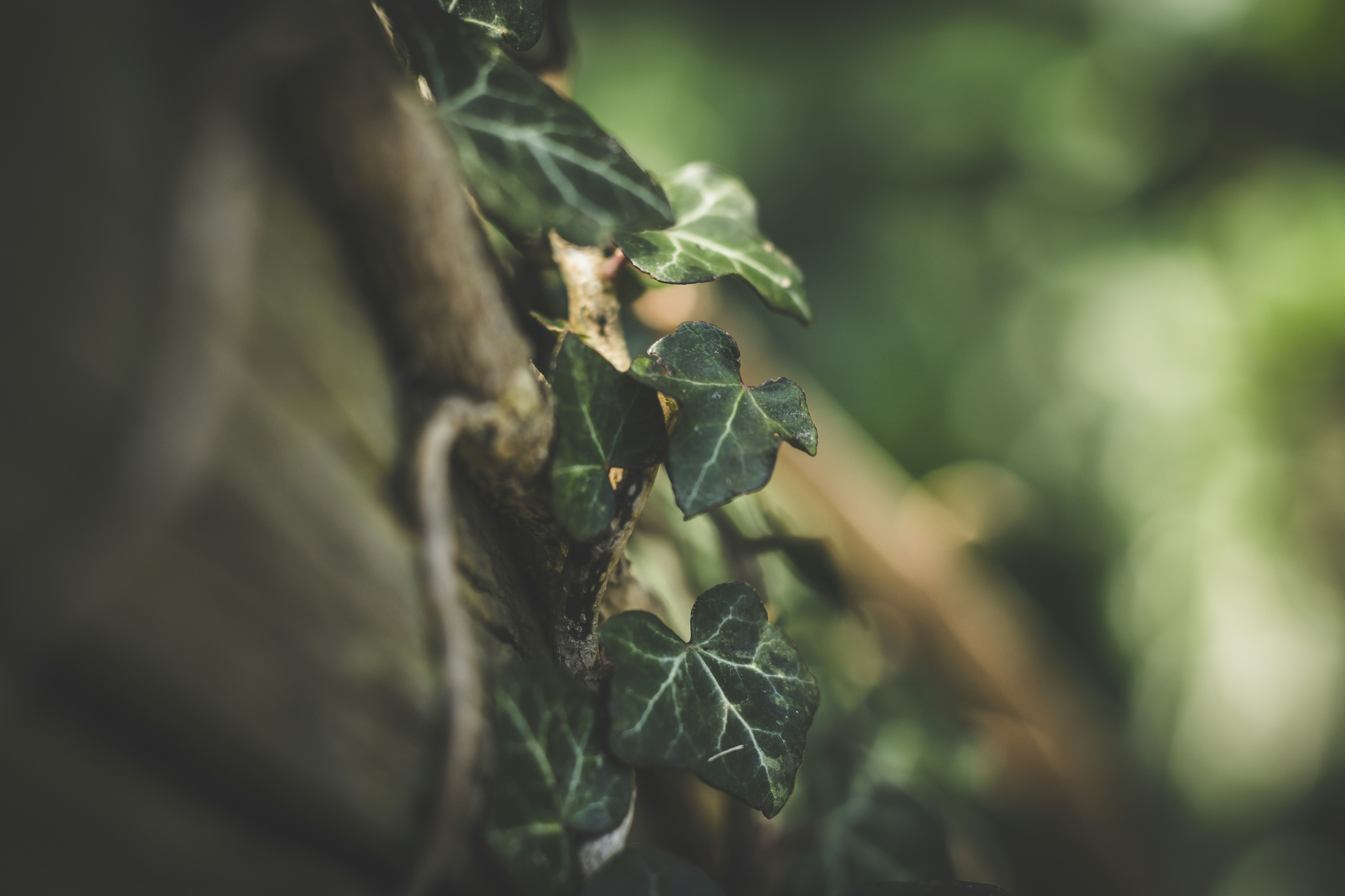 Close-up of Ivy Leaves on Tree Trunk