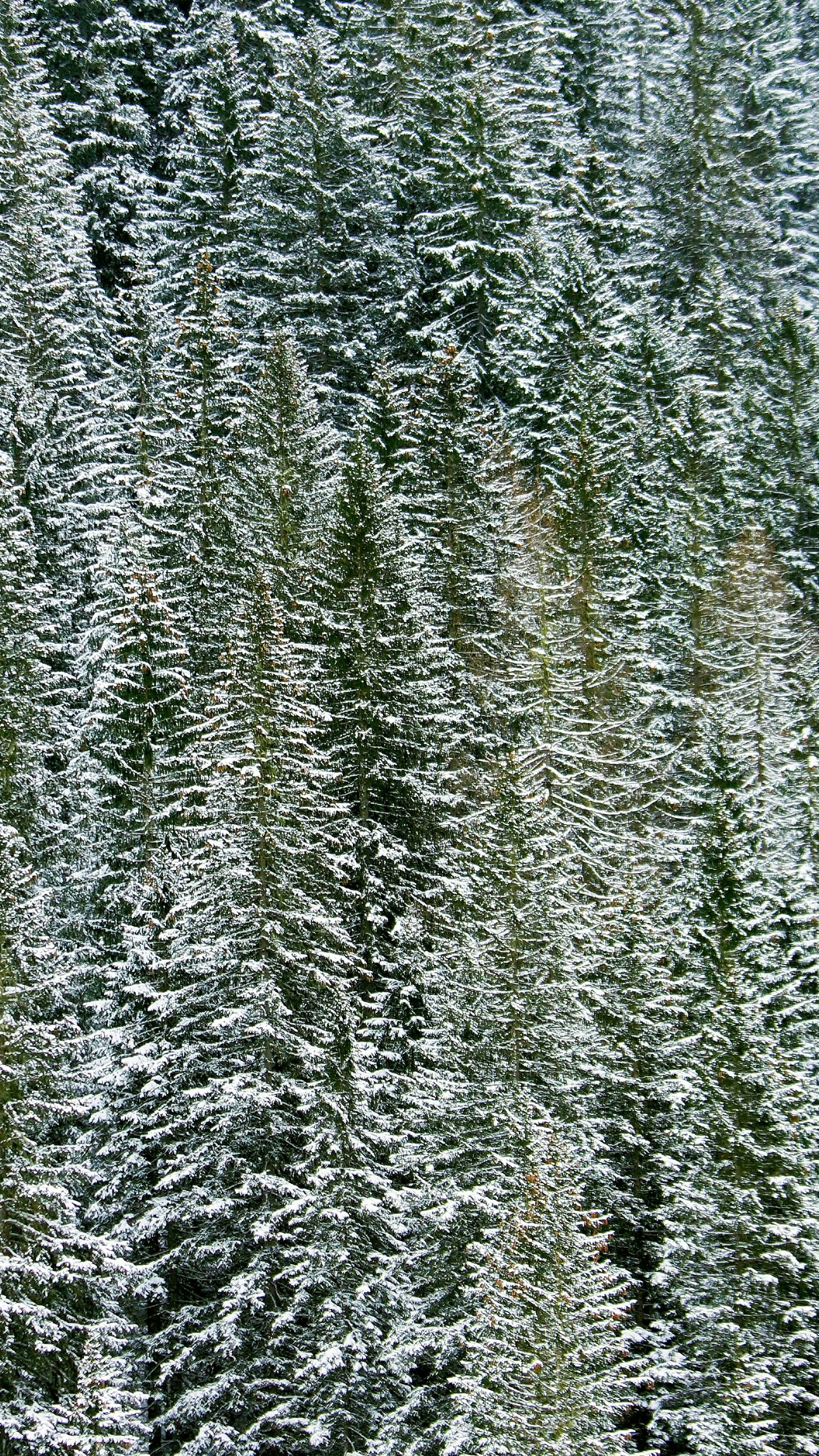 Snow Covered Pine Forest