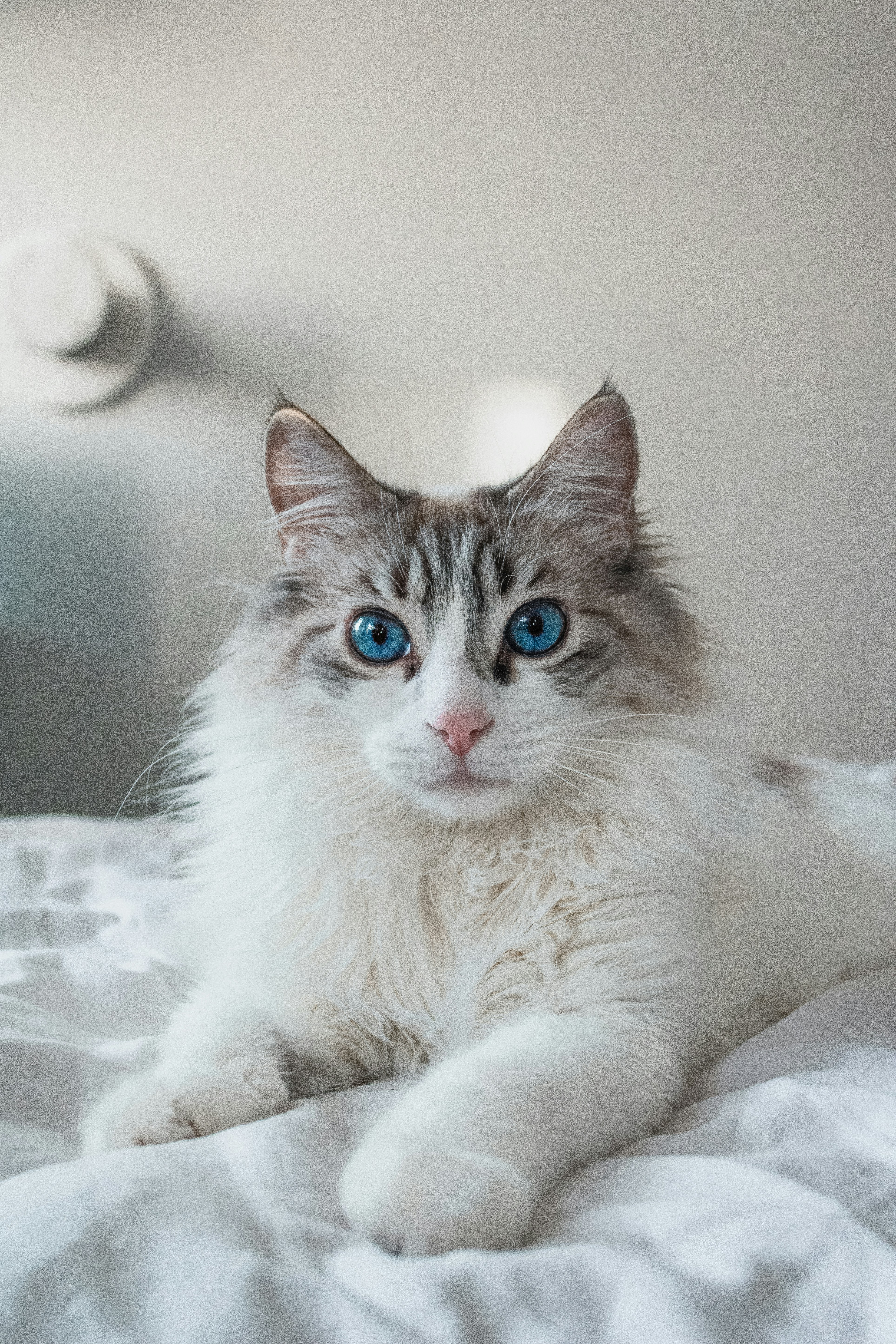 Blue-eyed Long-haired Cat on Bed