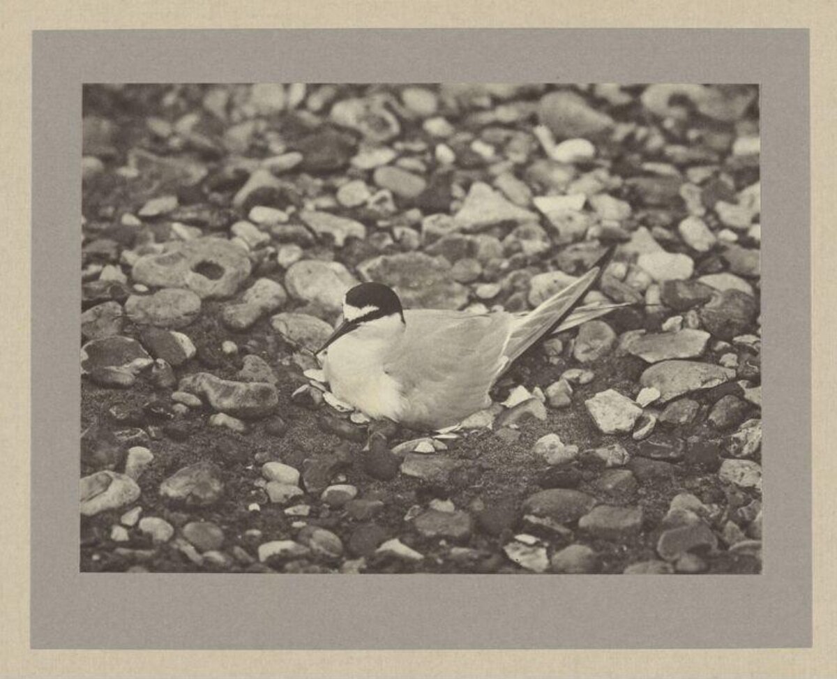 Tern Resting on Shingle Beach