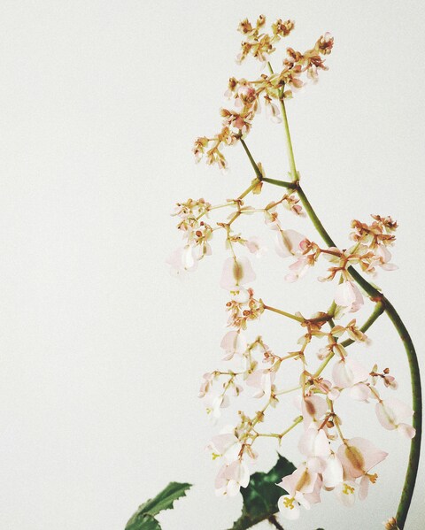 Pink Begonia Flower Branch