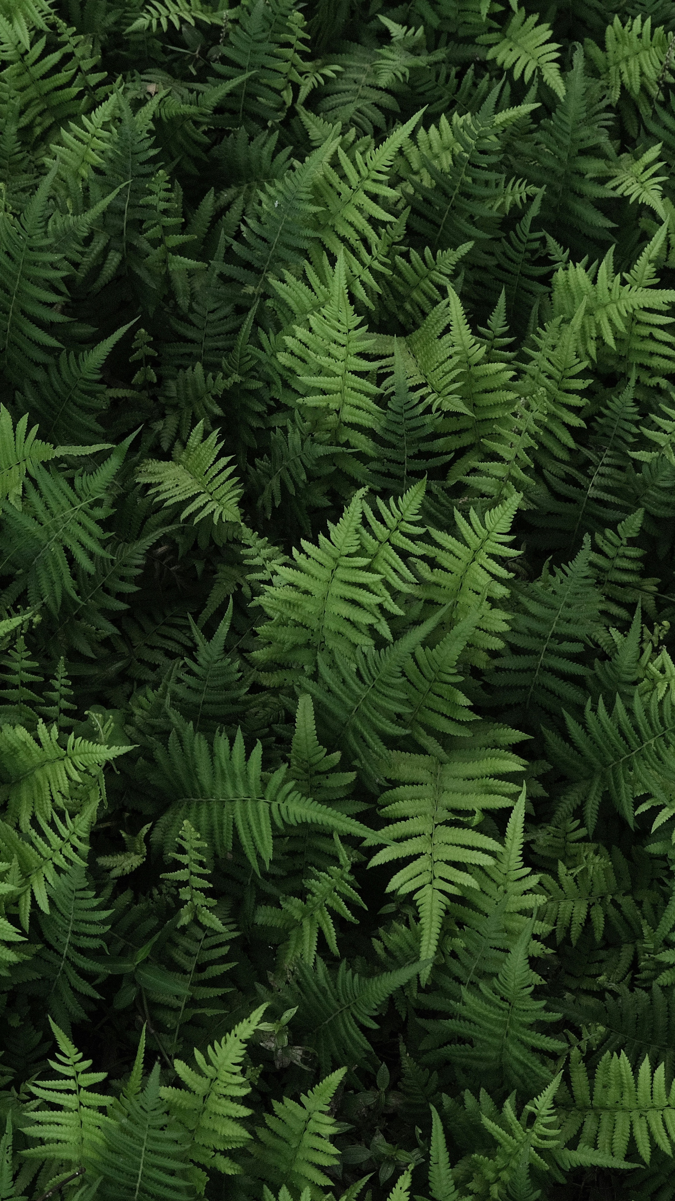 Wallpapers