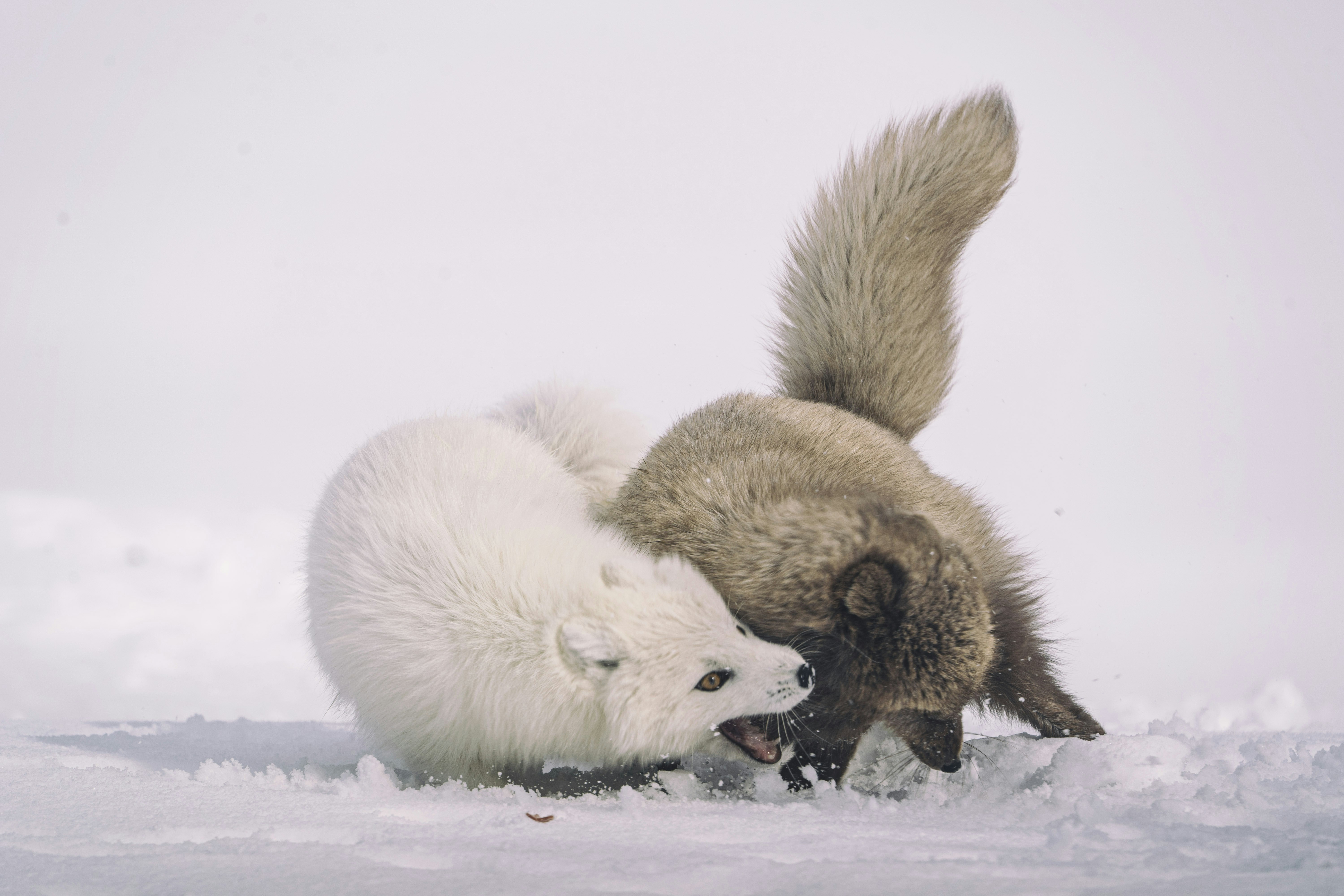 Two Arctic Foxes Playing on Snow