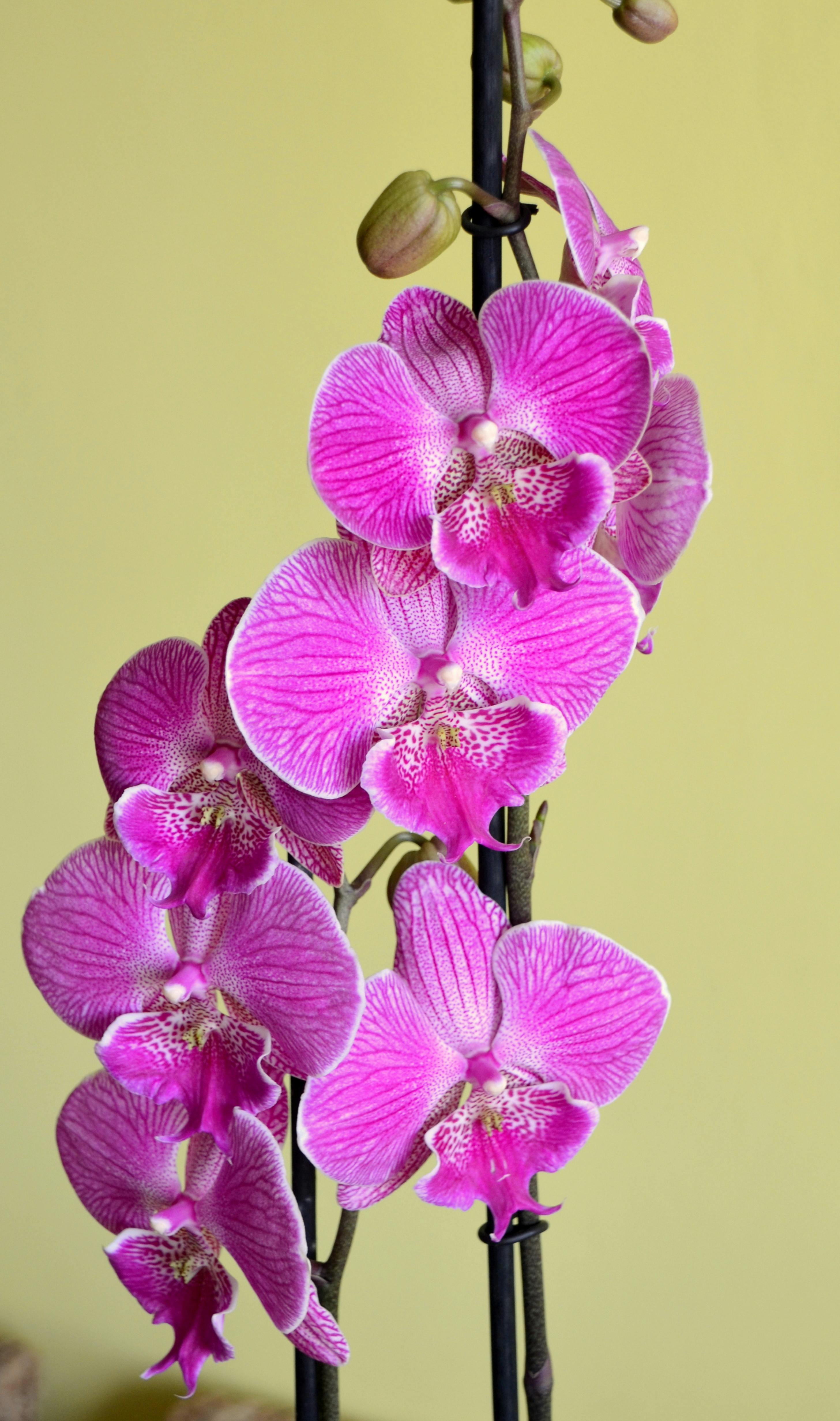 Pink Phalaenopsis Orchid Blooms