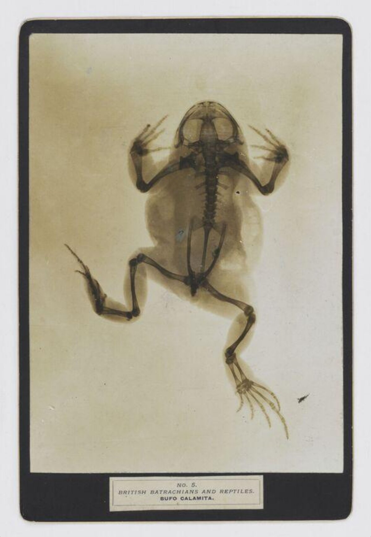 X-ray of Bufo Calamita Toad Skeleton