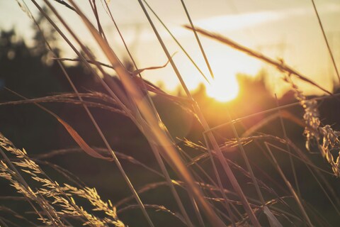 Wild Grasses at Sunset