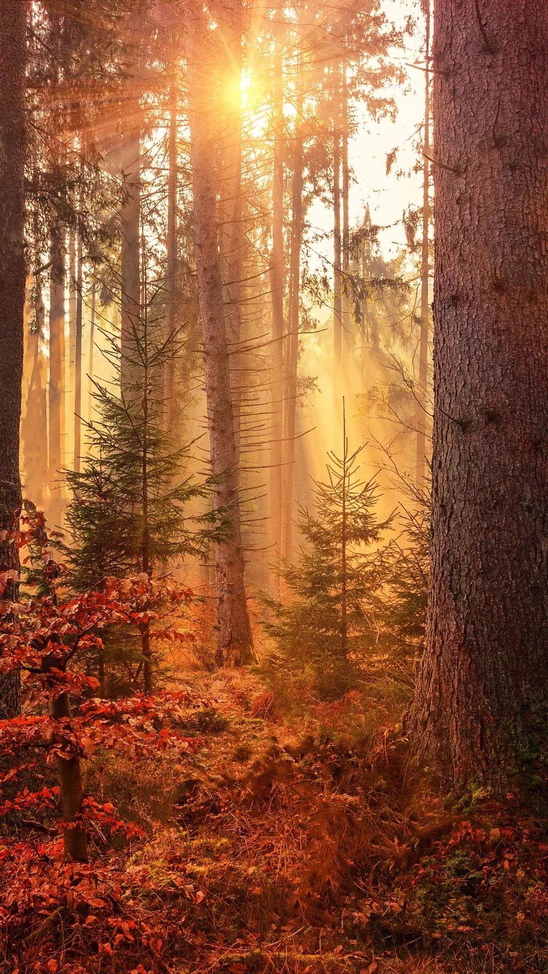 Wallpapers