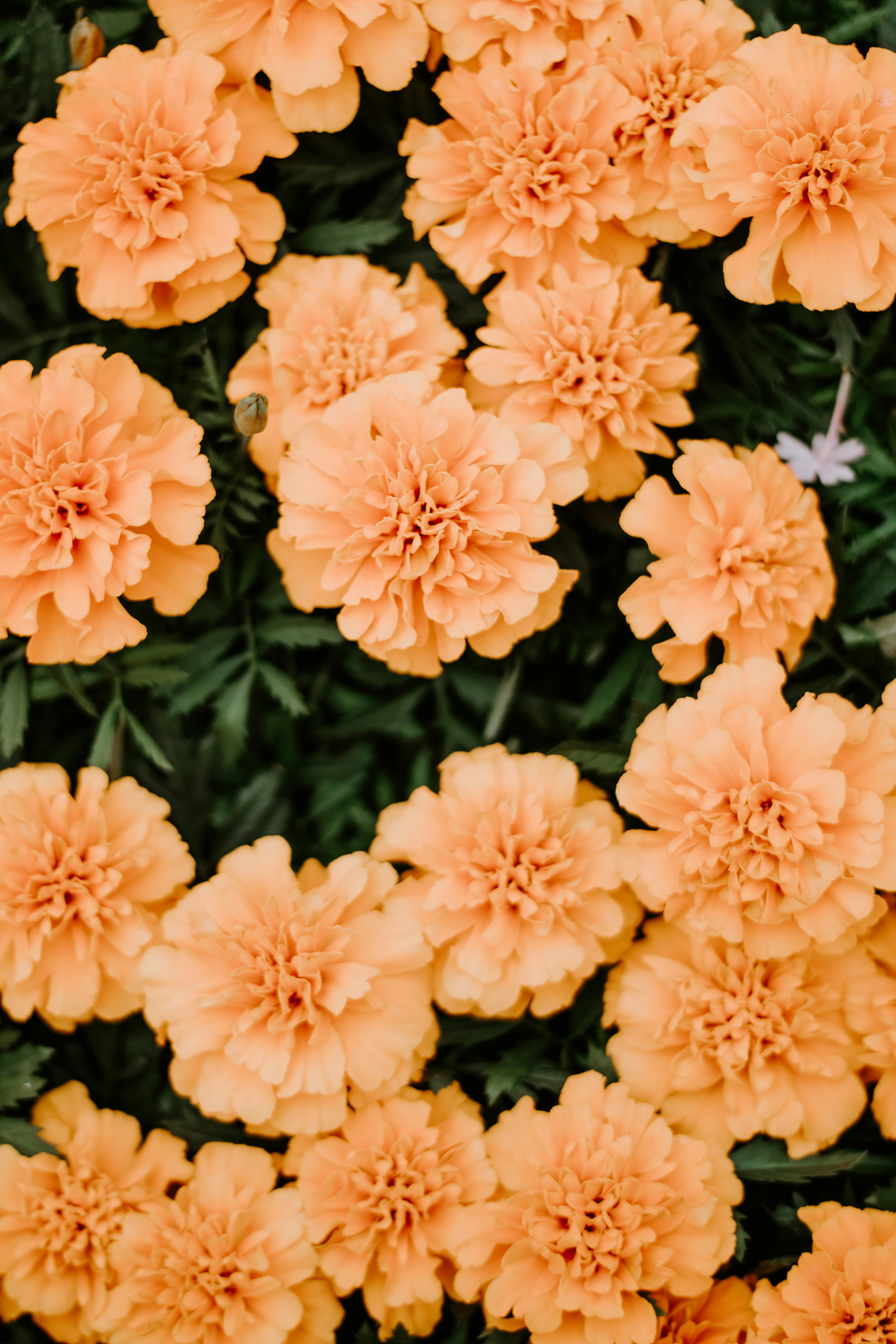 Peach Orange Marigold Blooms
