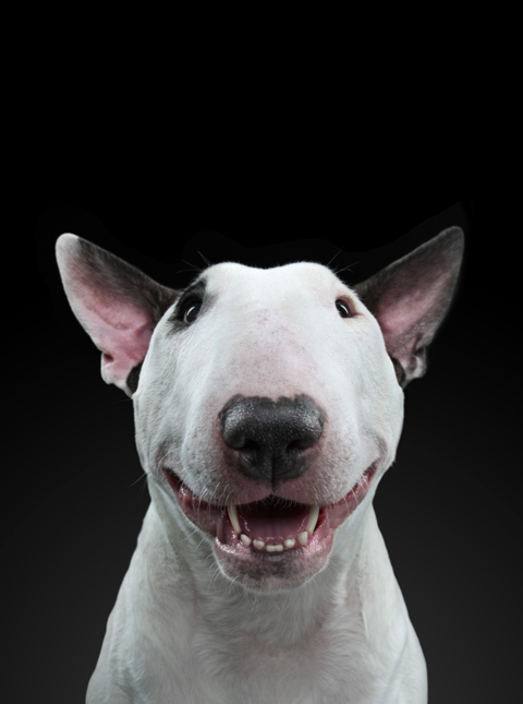 Smiling Bull Terrier Portrait