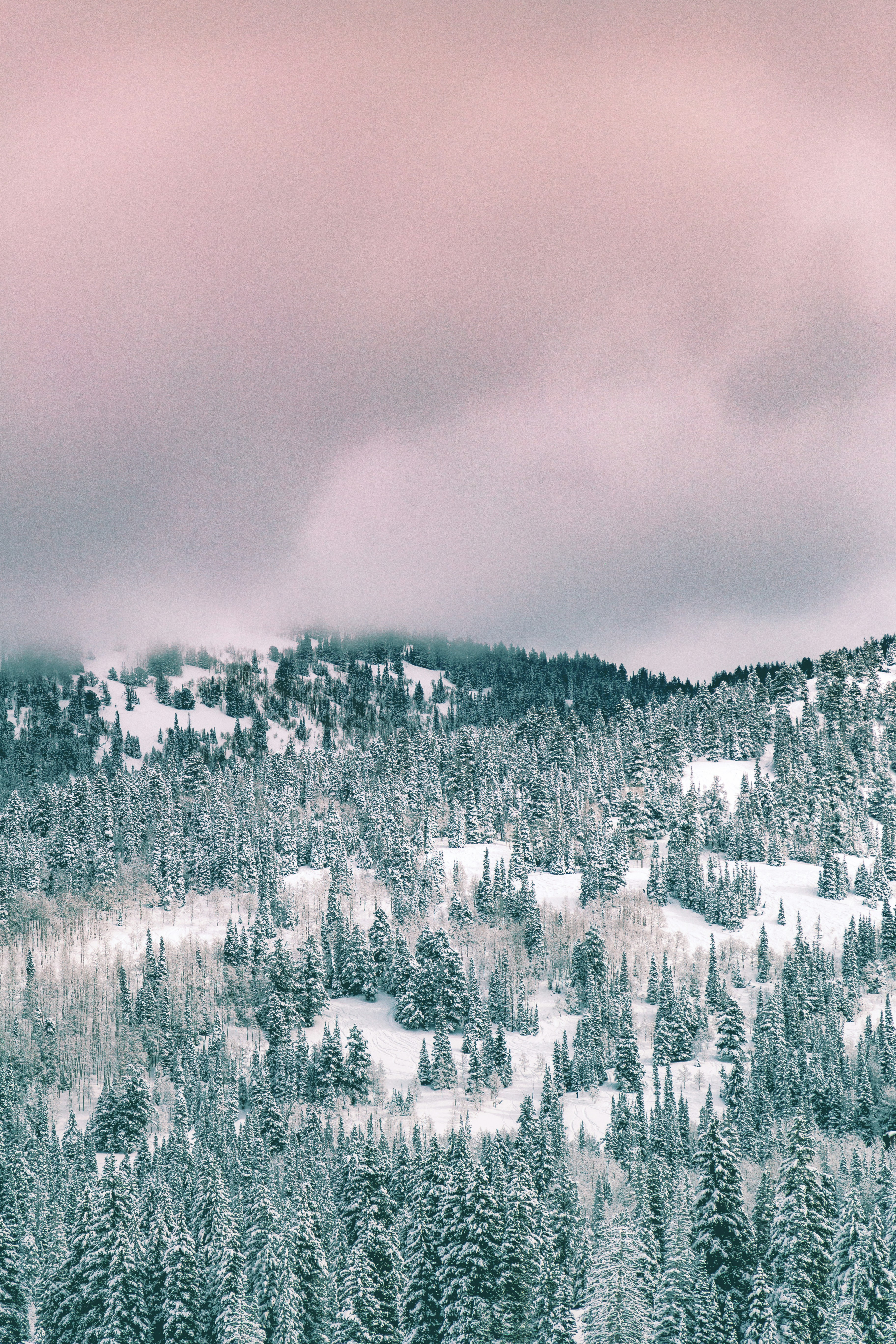 Snow Covered Mountain Forest
