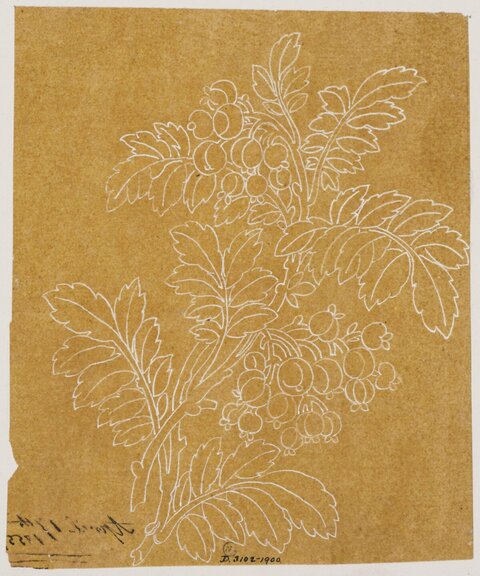 White Line Drawing of Berry Branch