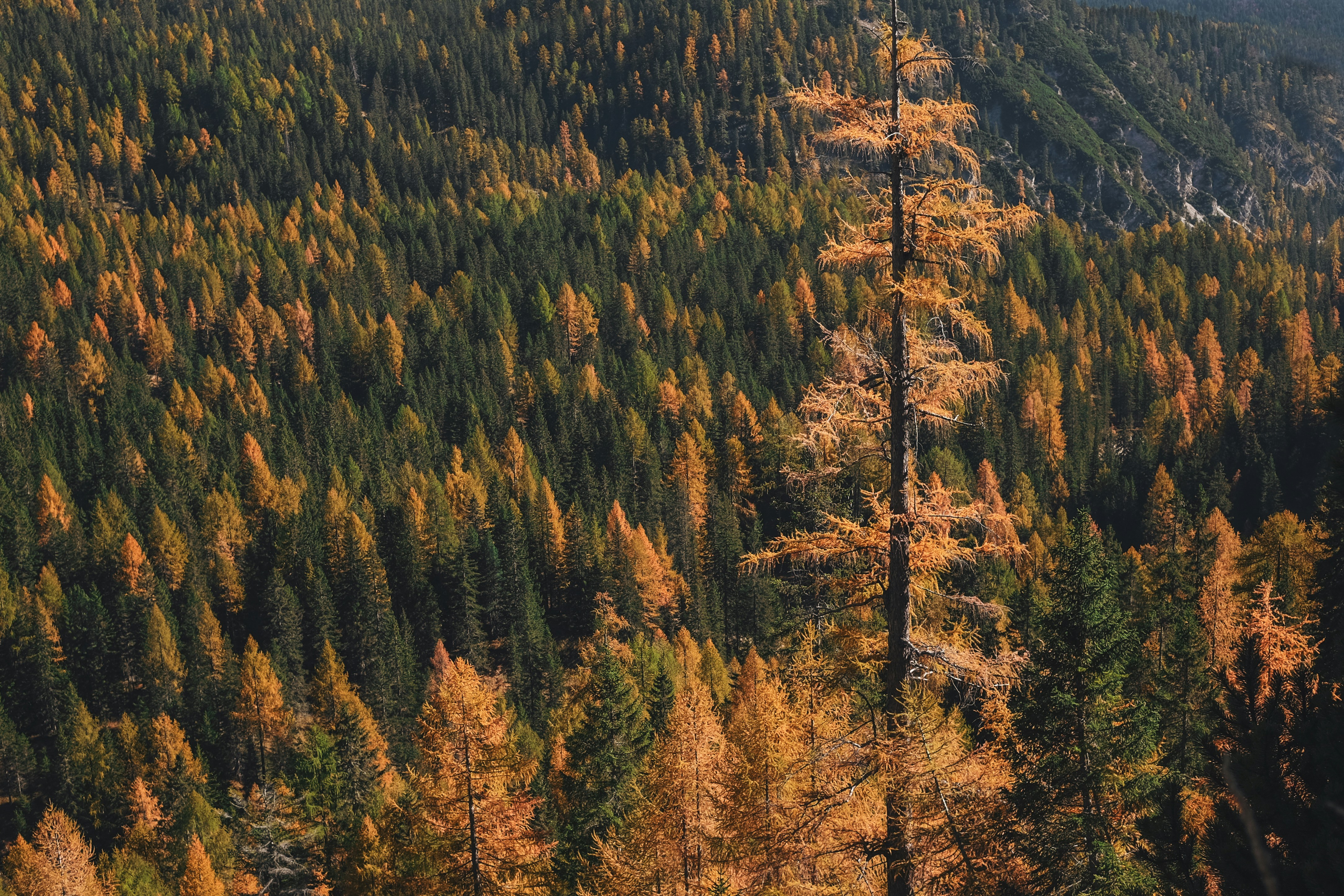 Autumn Mountain Larch Forest