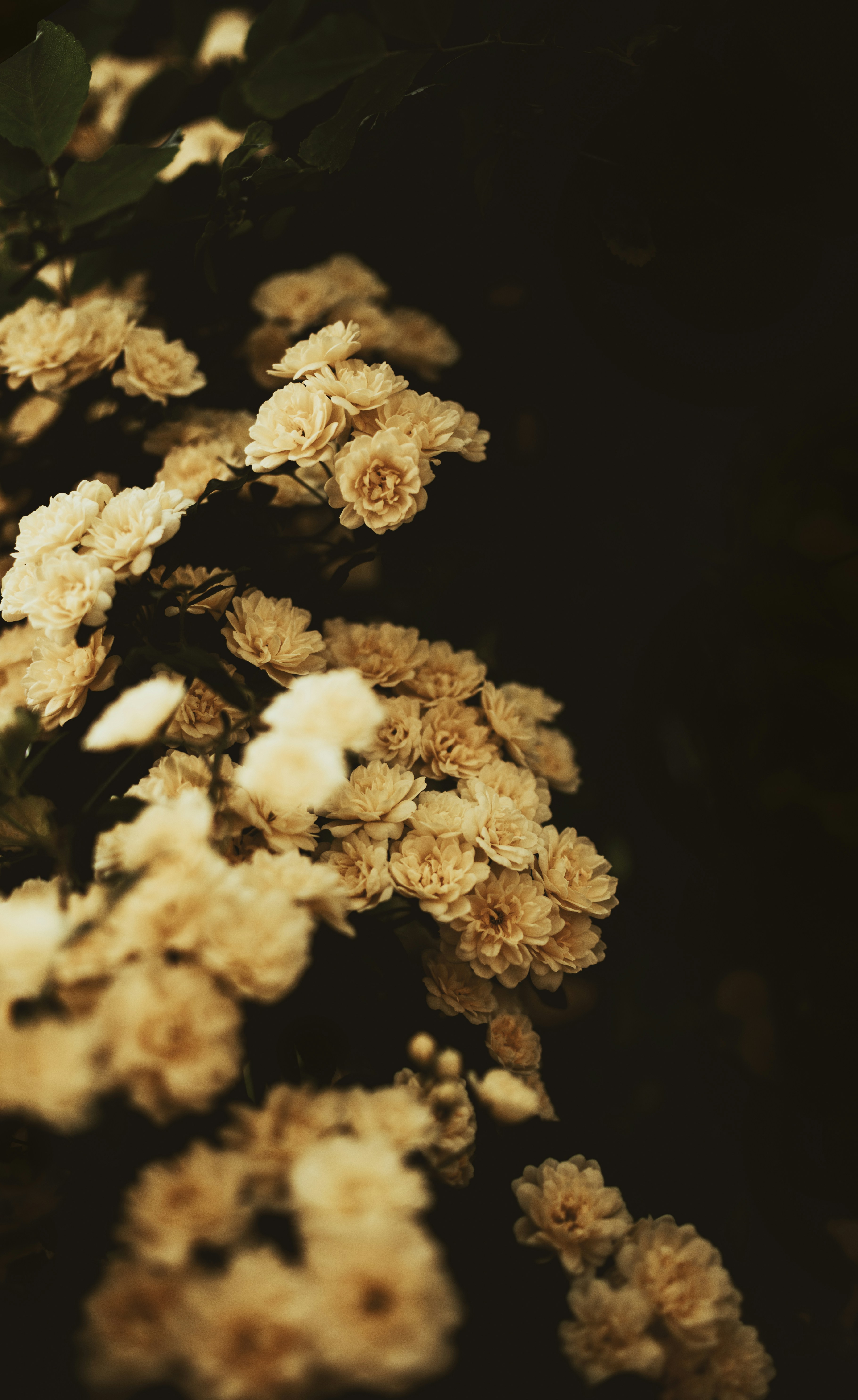 Cream Clustered Flowers on Dark Background