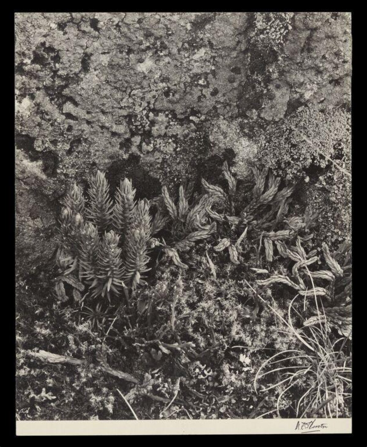 Wild Mosses Growing on Rock