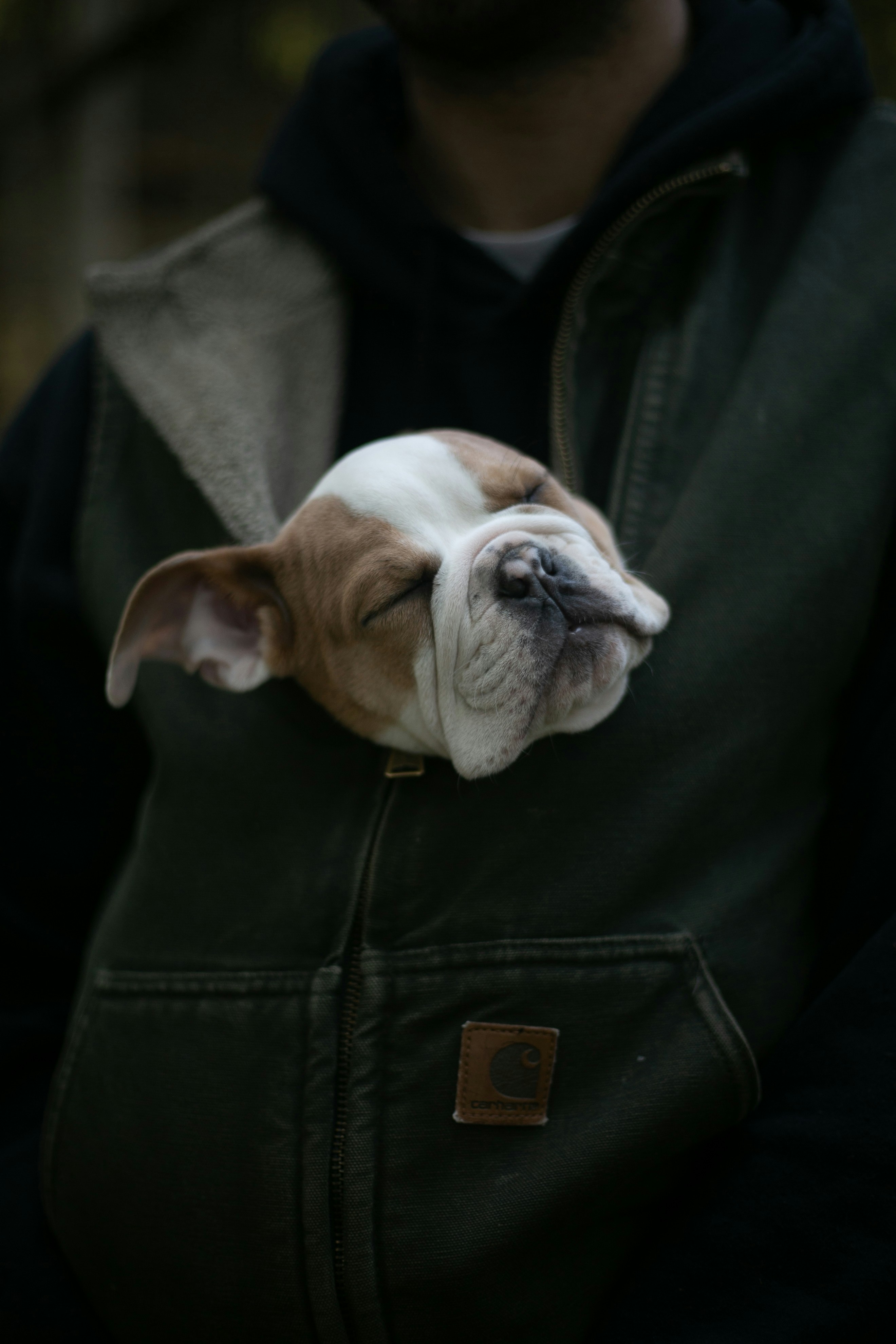 Sleeping Bulldog Puppy In Owner's Vest — Phone Backgrounds