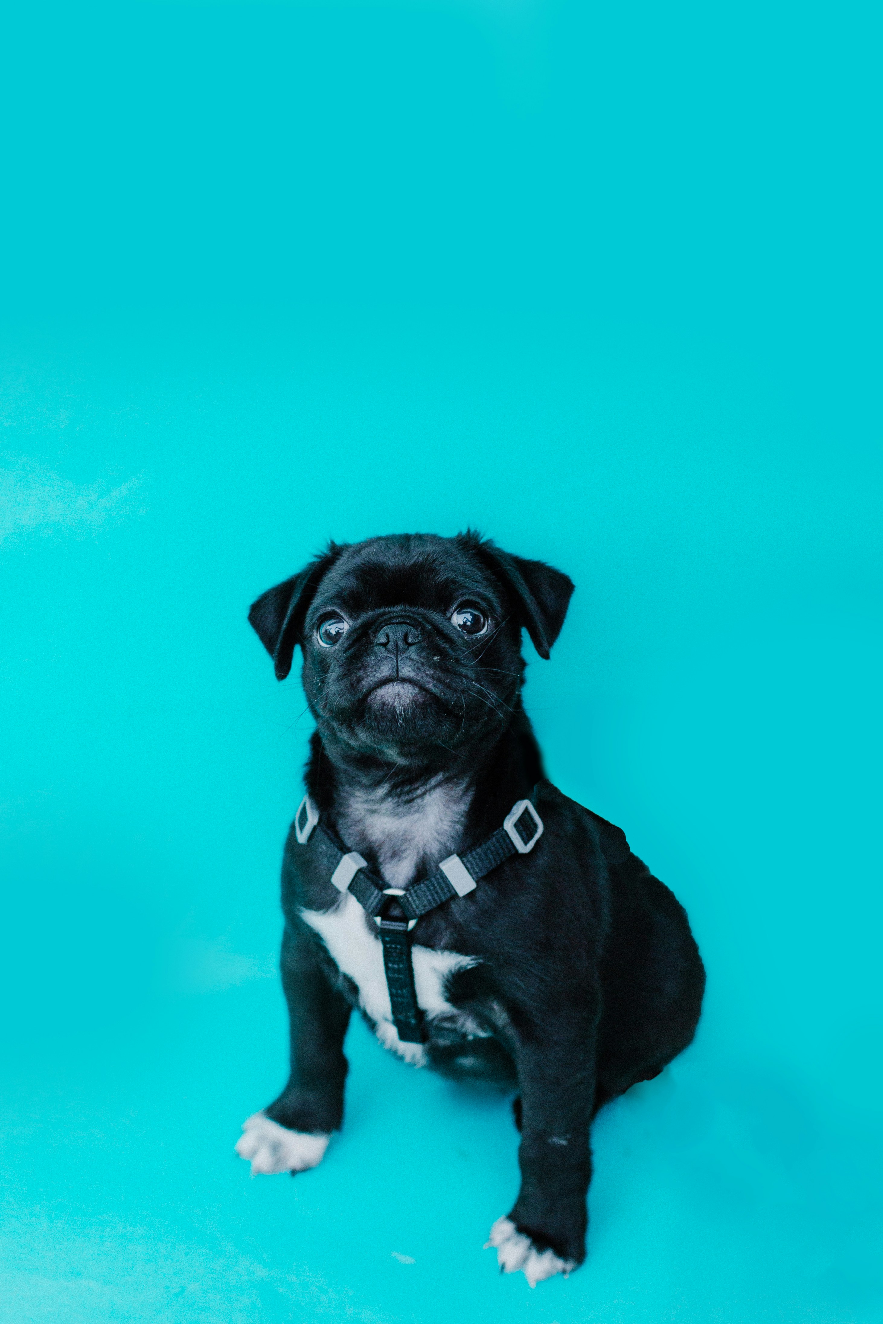Black Pug Puppy Against Cyan Background — Phone Backgrounds