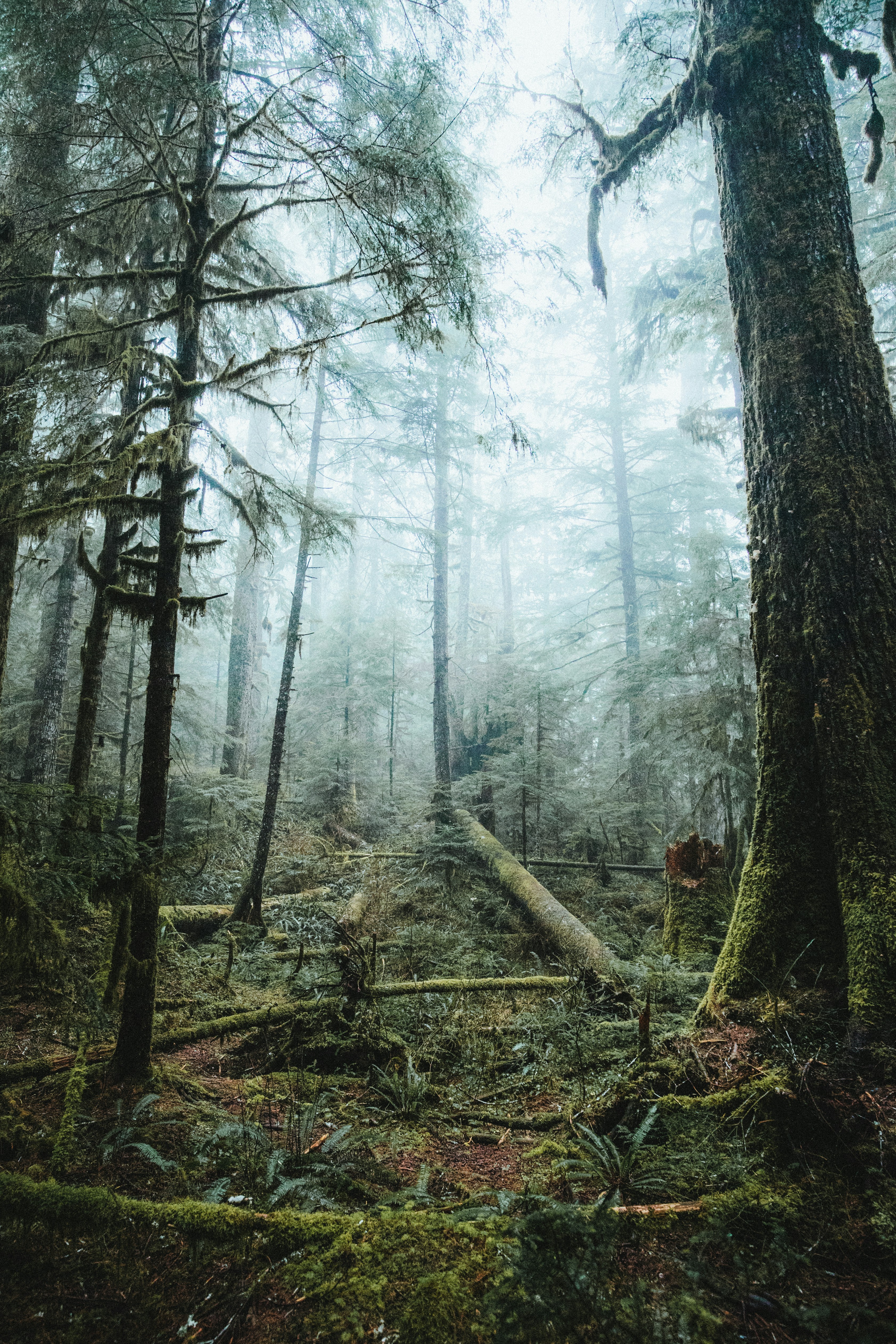 Misty Mossy Old Growth Forest