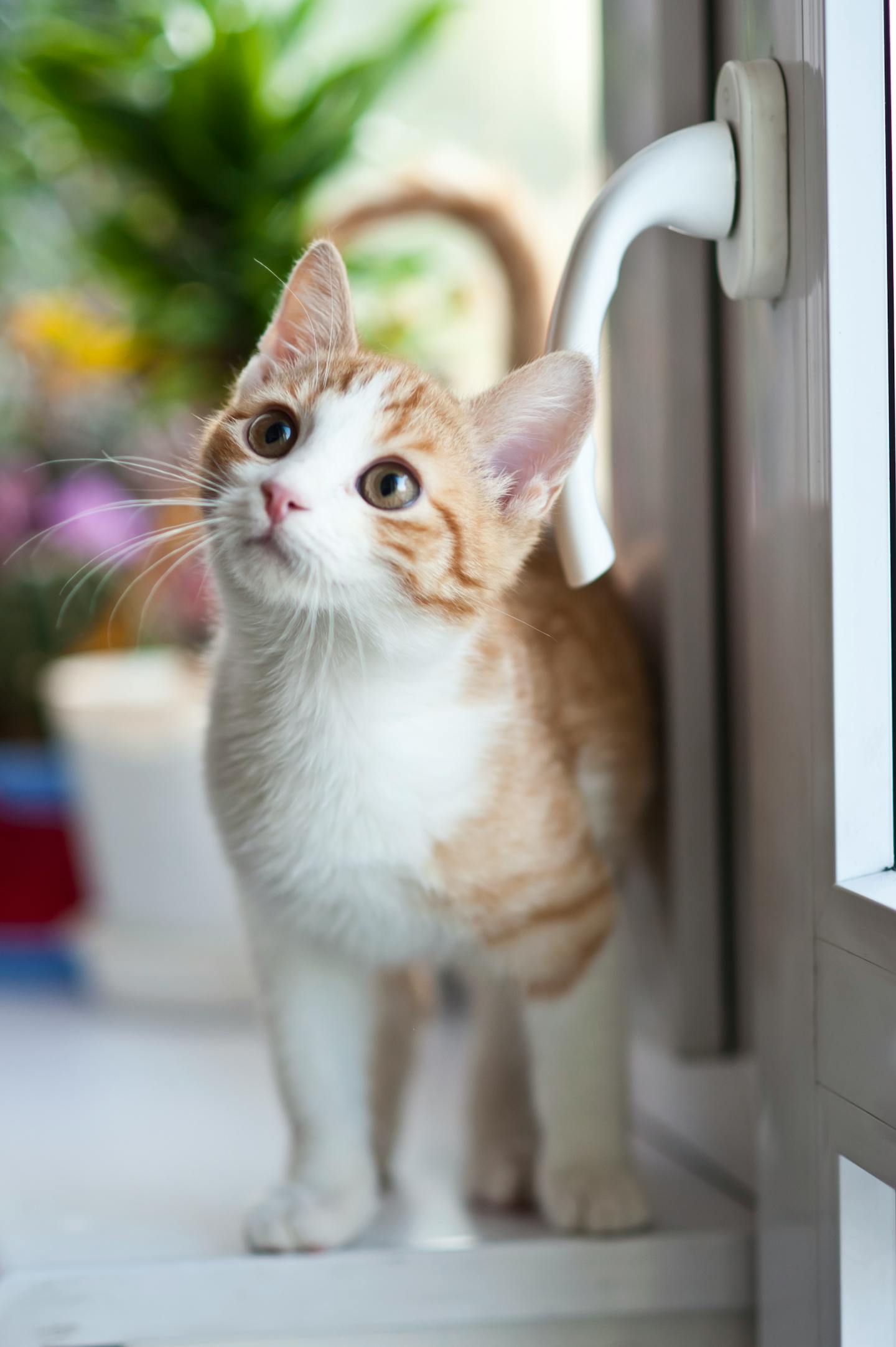 Curious Orange and White Kitten
