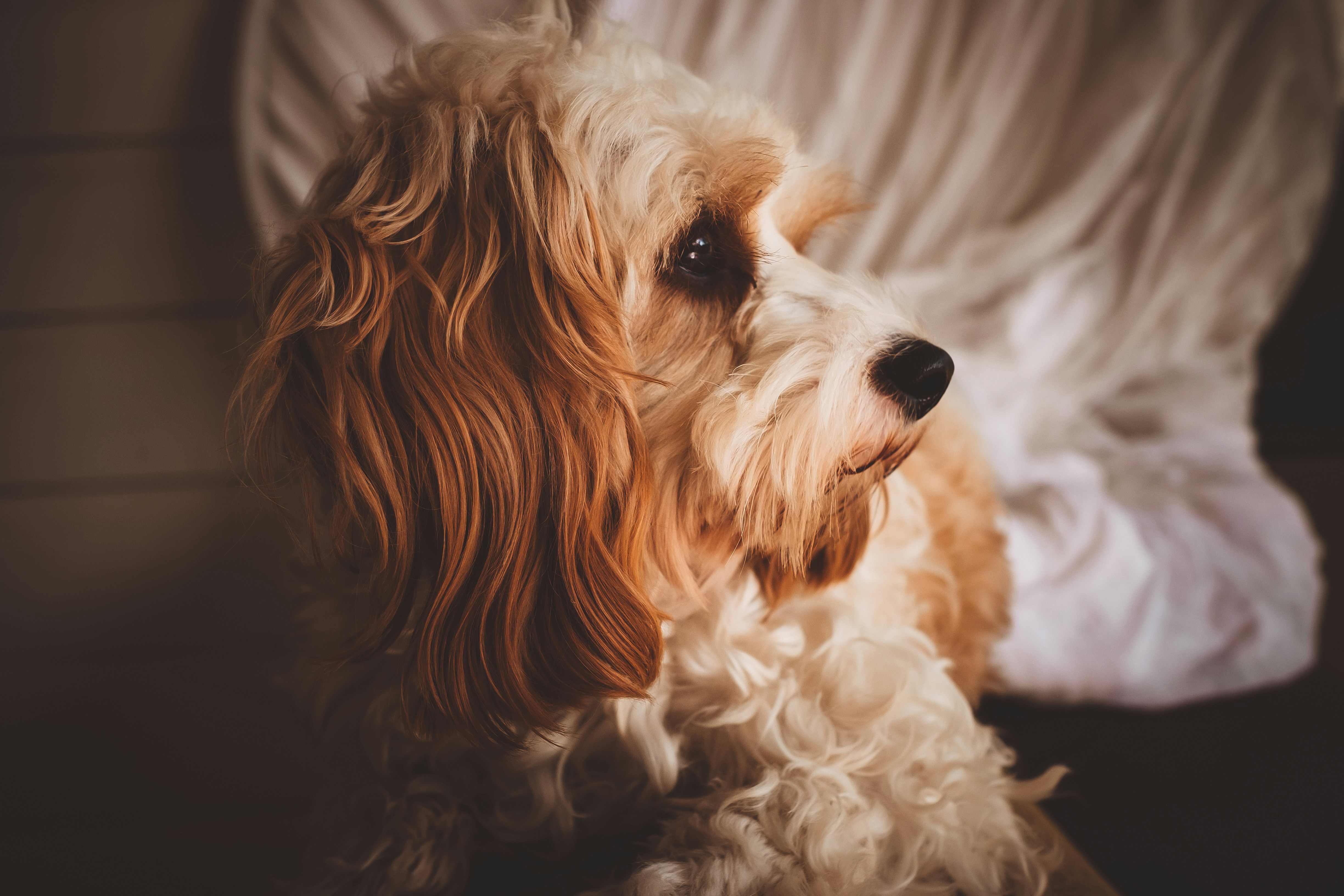 Fluffy Cocker Spaniel Resting