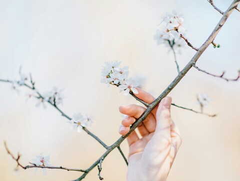 Hand Holding Blooming Spring Branch