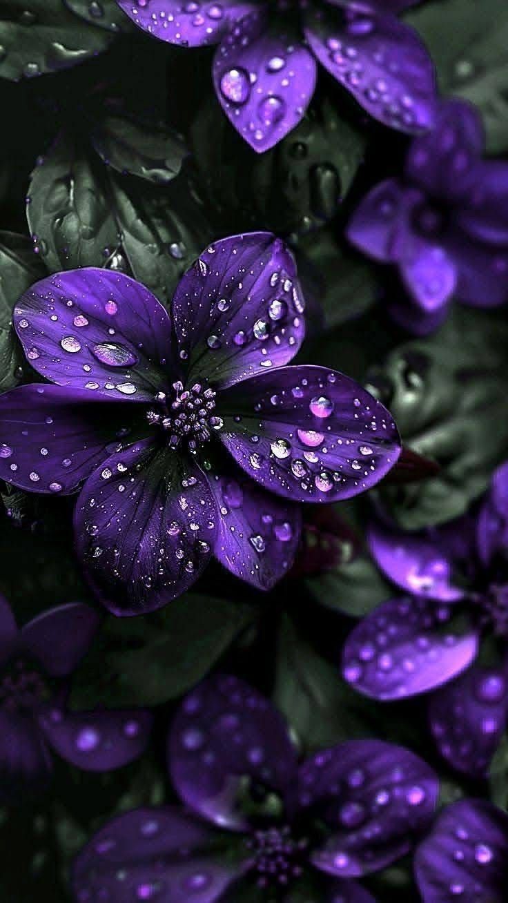 Wallpapers