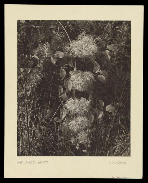 Old Man's Beard Botanical Photograph