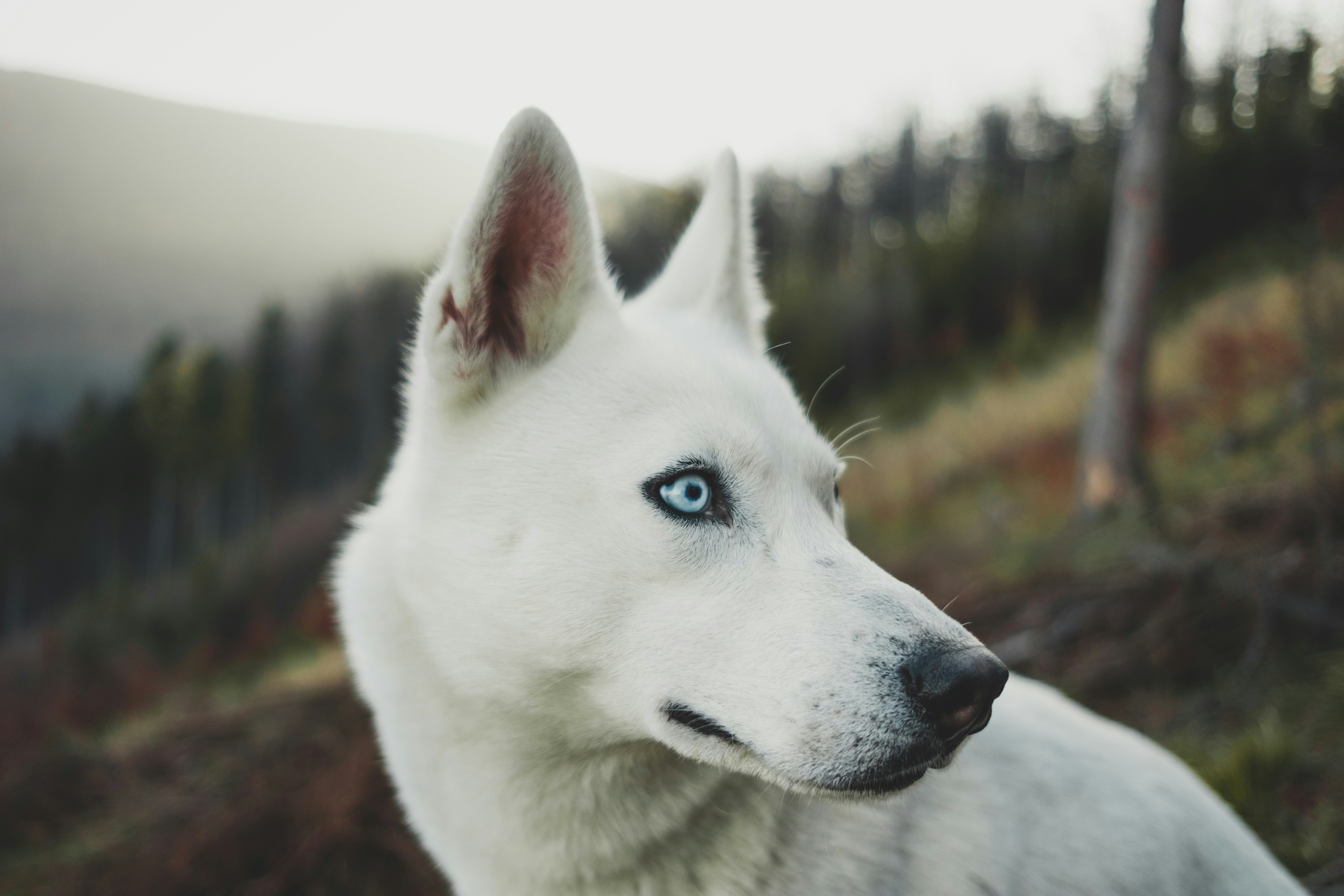 White Husky With Blue Eyes Outdoors
