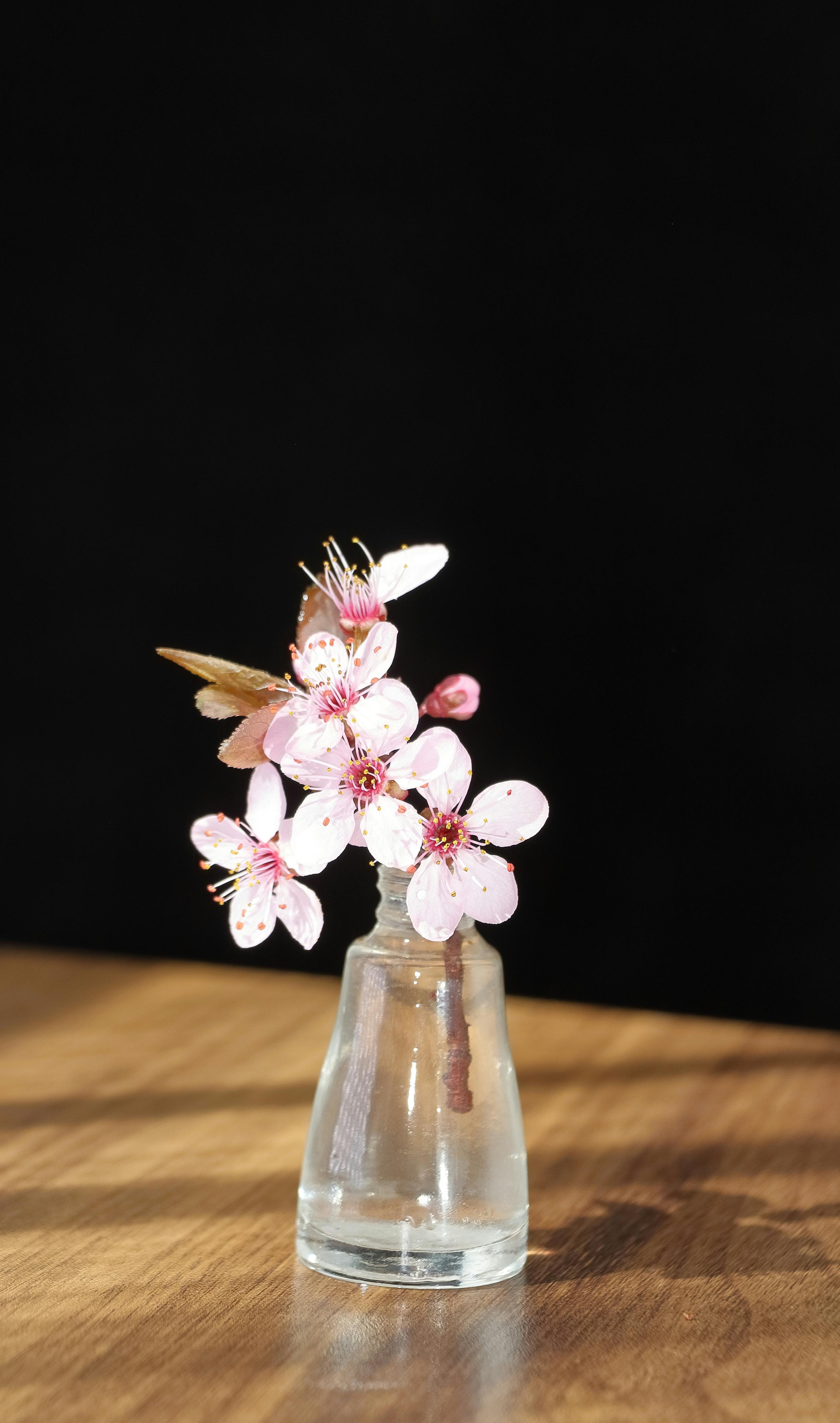 Pink Cherry Blossoms in Glass Vase