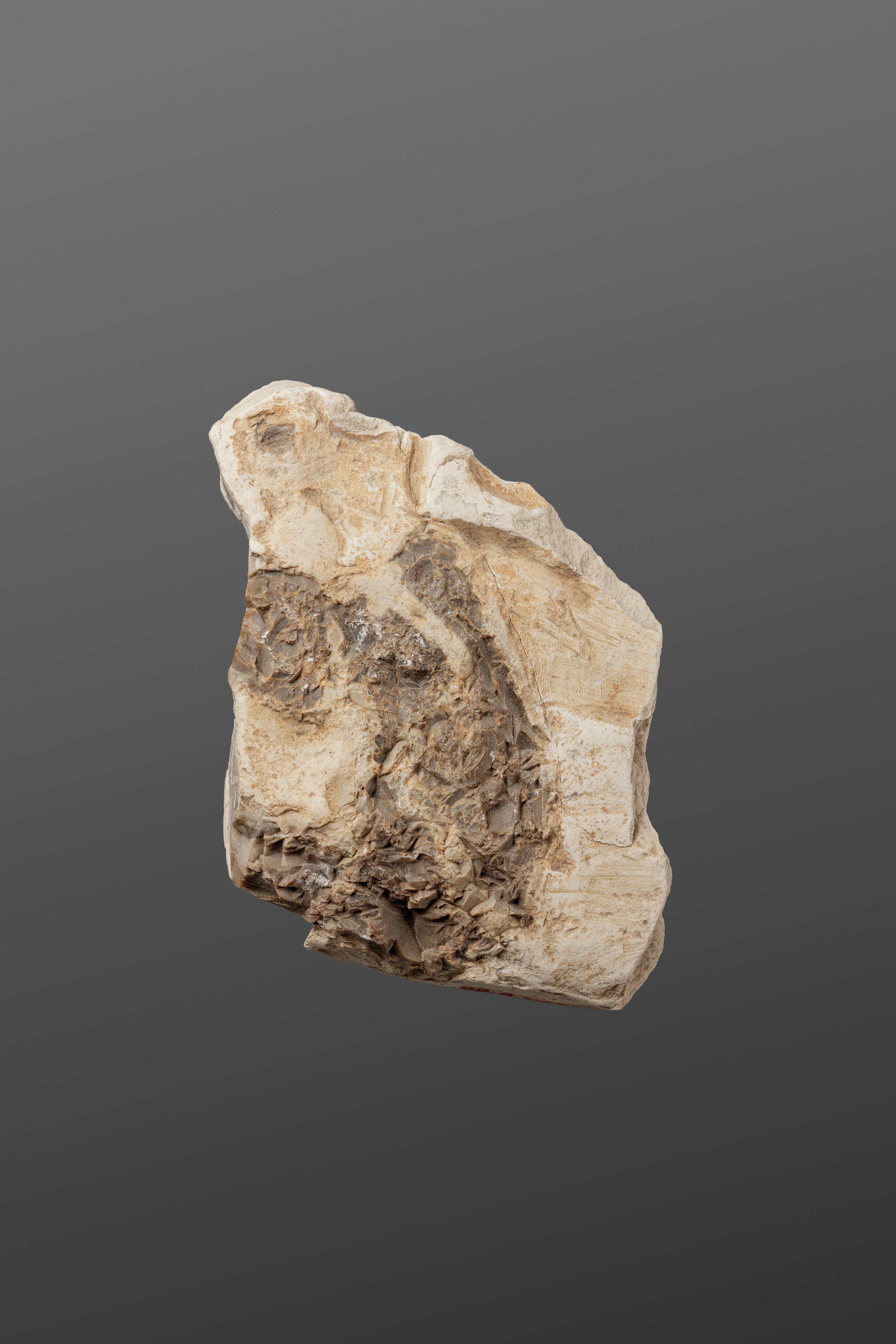 Fossil Rock Specimen