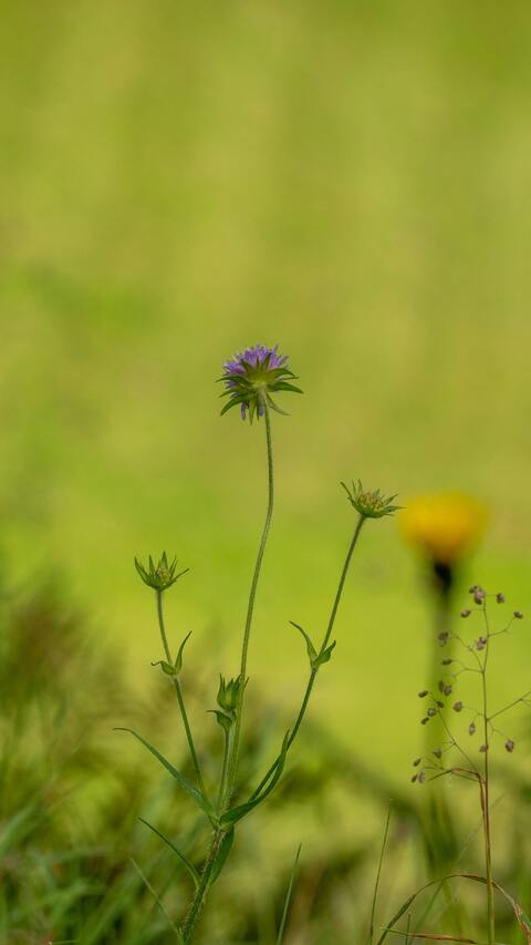 Wild Purple Flower in Meadow