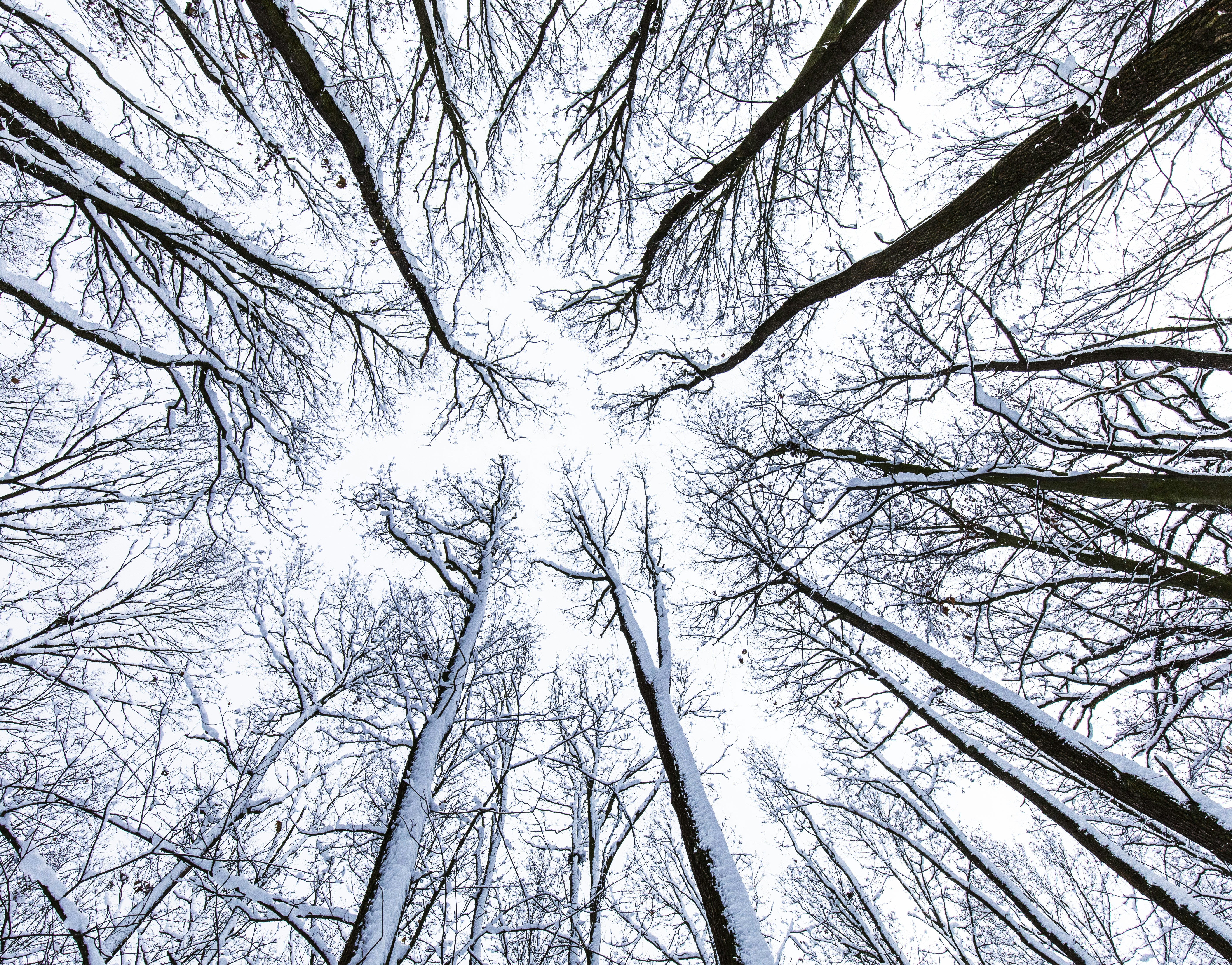 Looking Up At Snowy Winter Trees