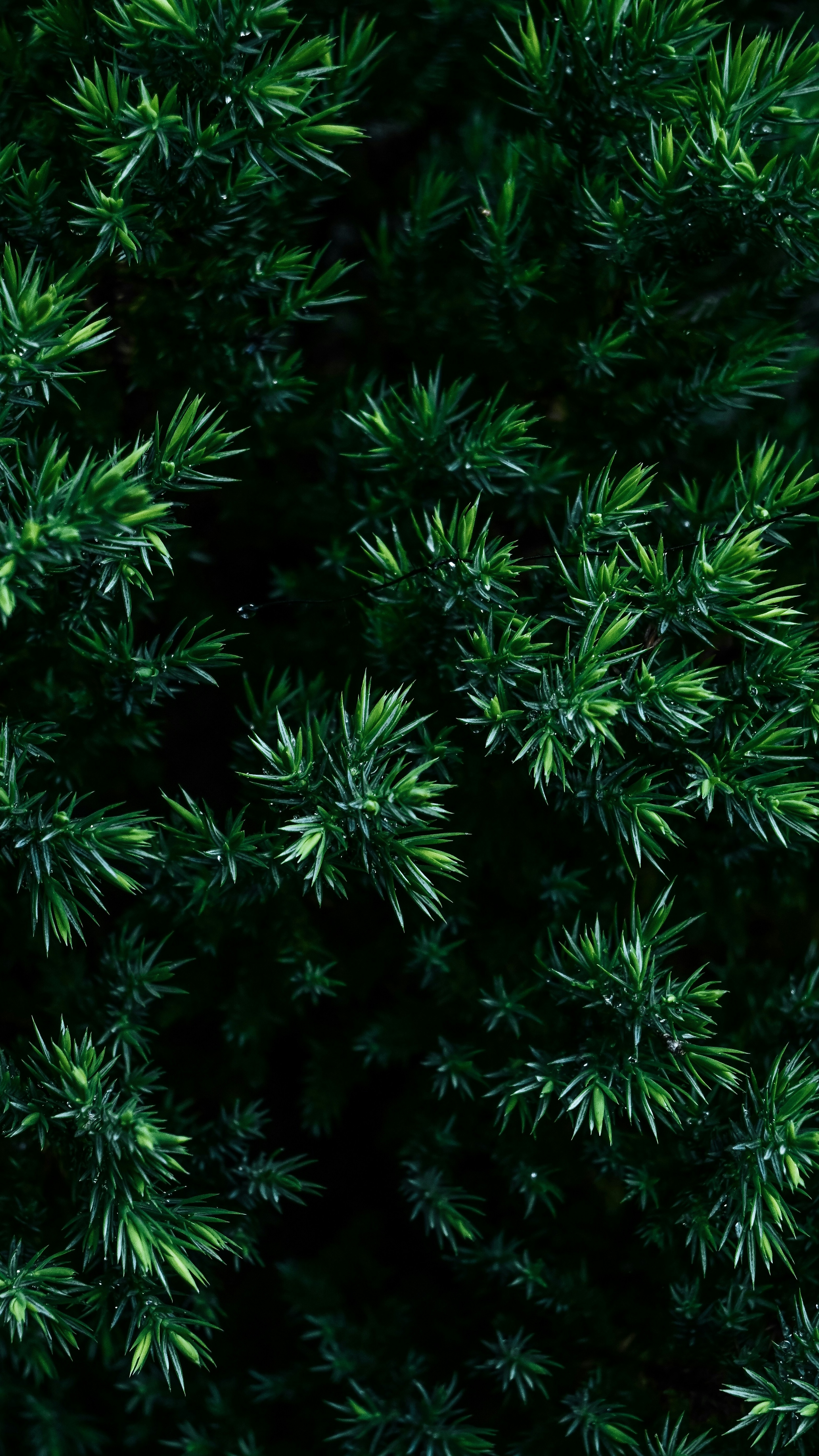 Wallpapers