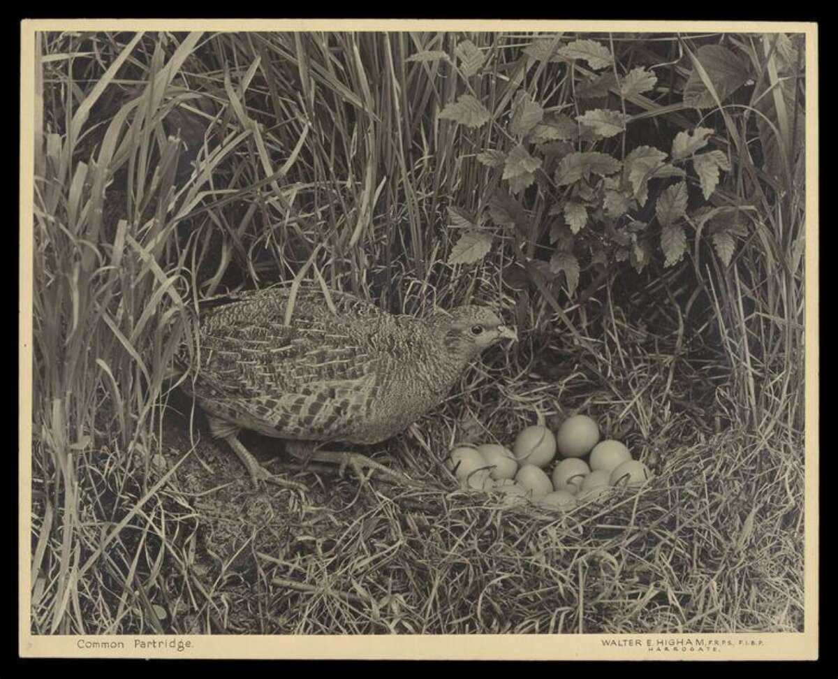 Common Partridge at Its Nest