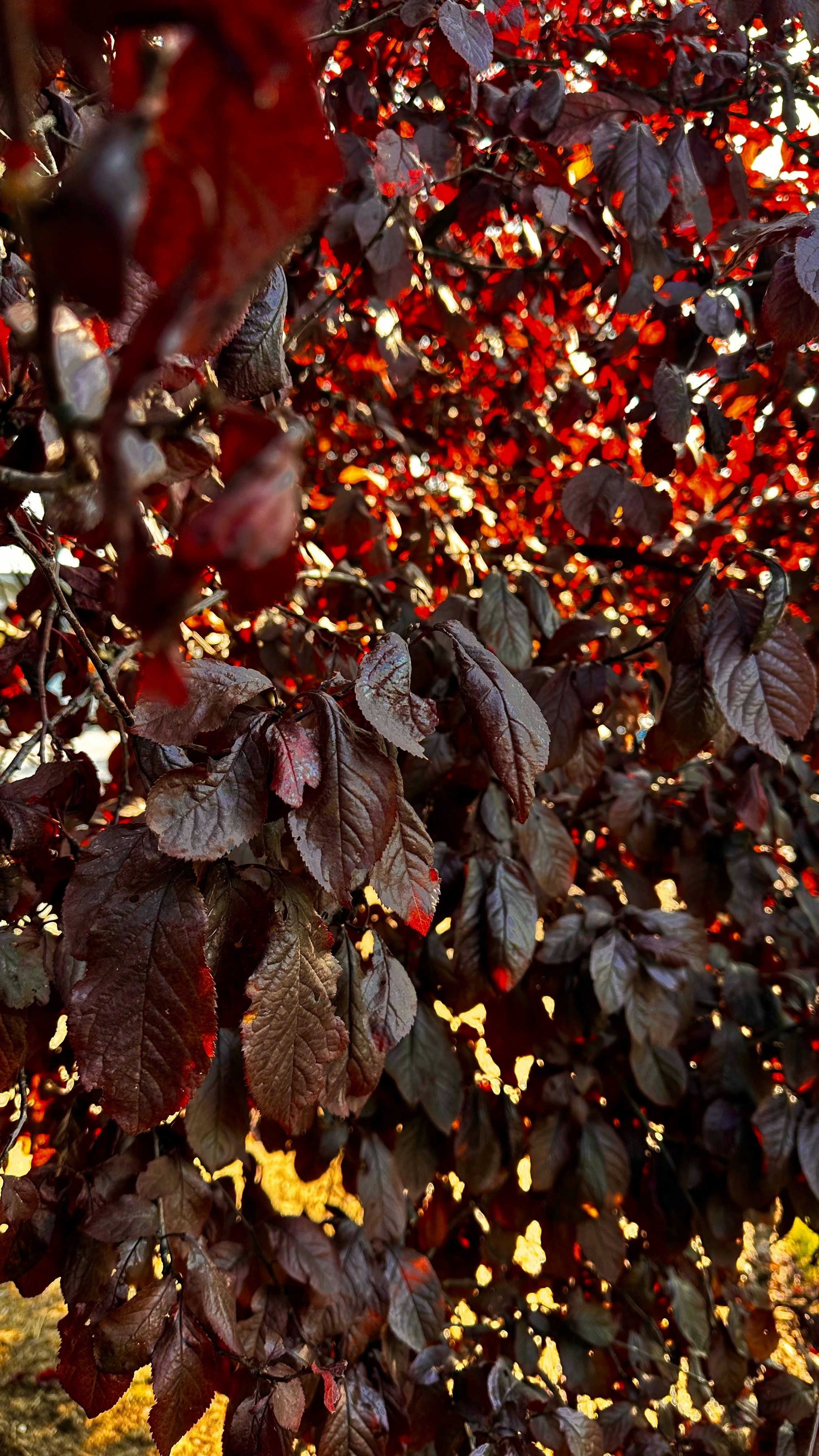 Sunlit Autumn Red Tree Leaves