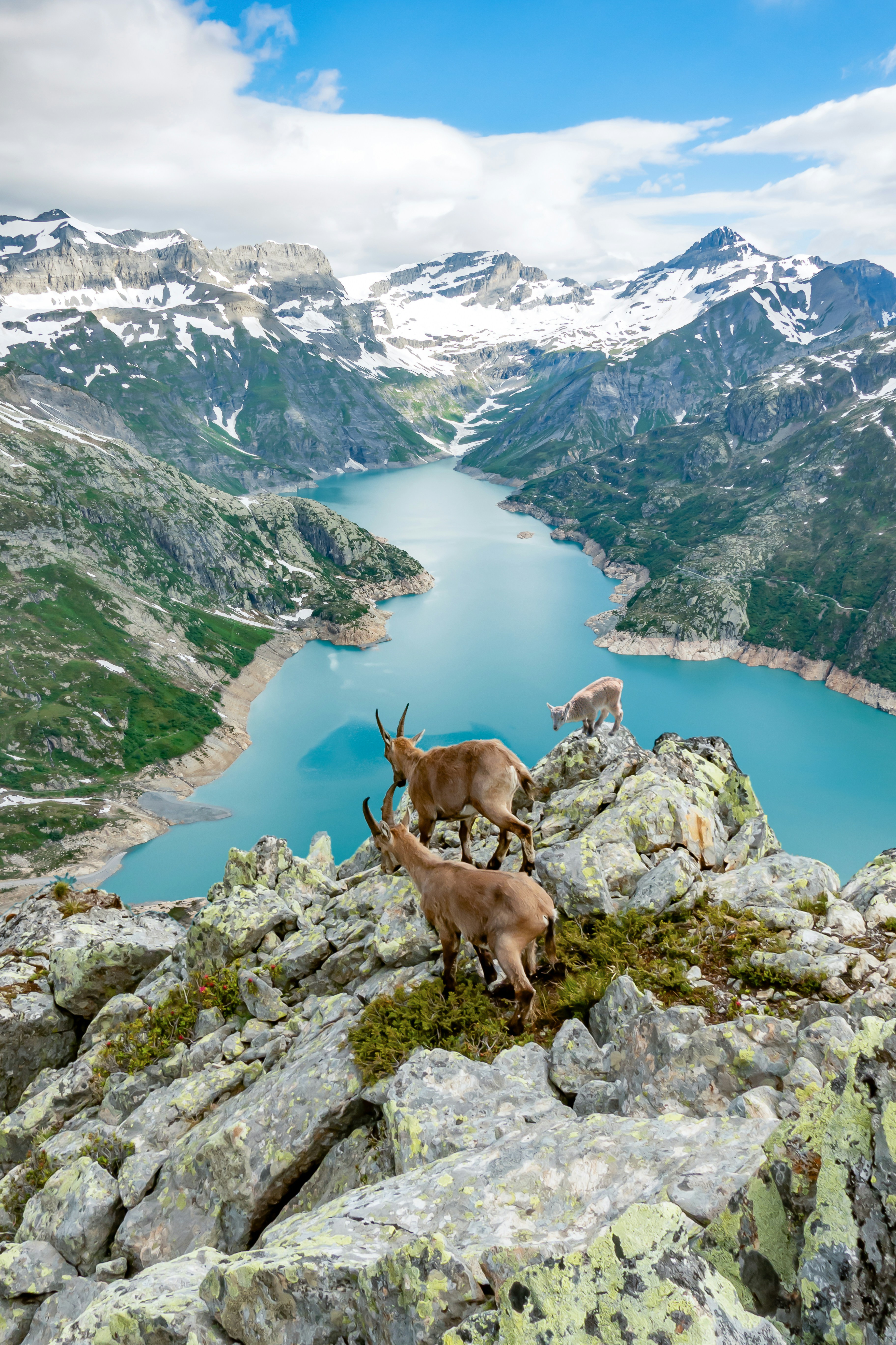 Alpine Ibexes Overlooking Mountain Lake