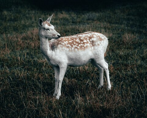 Spotted Deer on Grassy Field