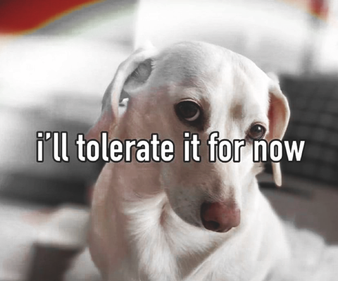 I'll Tolerate It Dog Meme