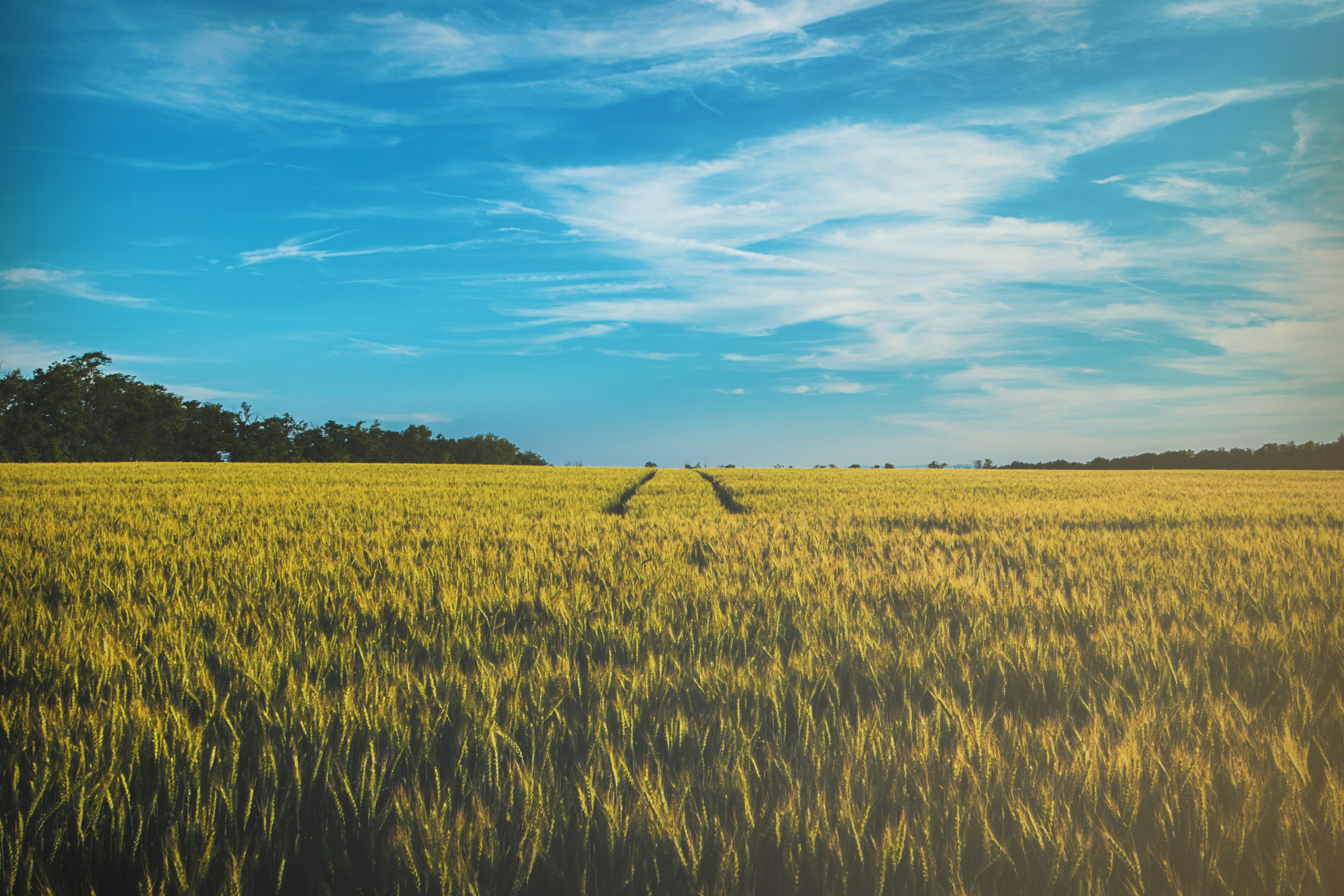 Golden Wheat Field Under Blue Sky